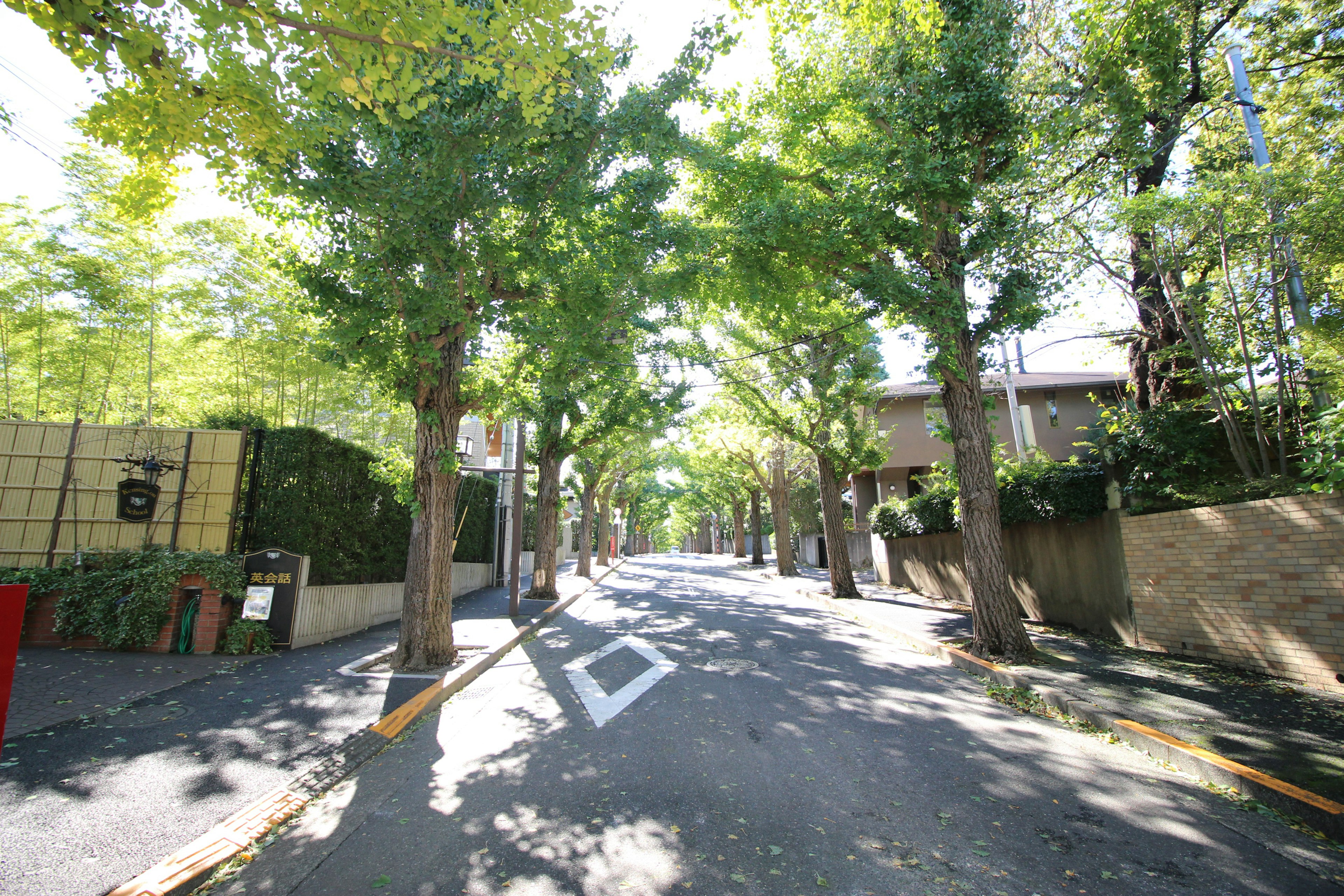 緑豊かな並木道と住宅がある静かな通り