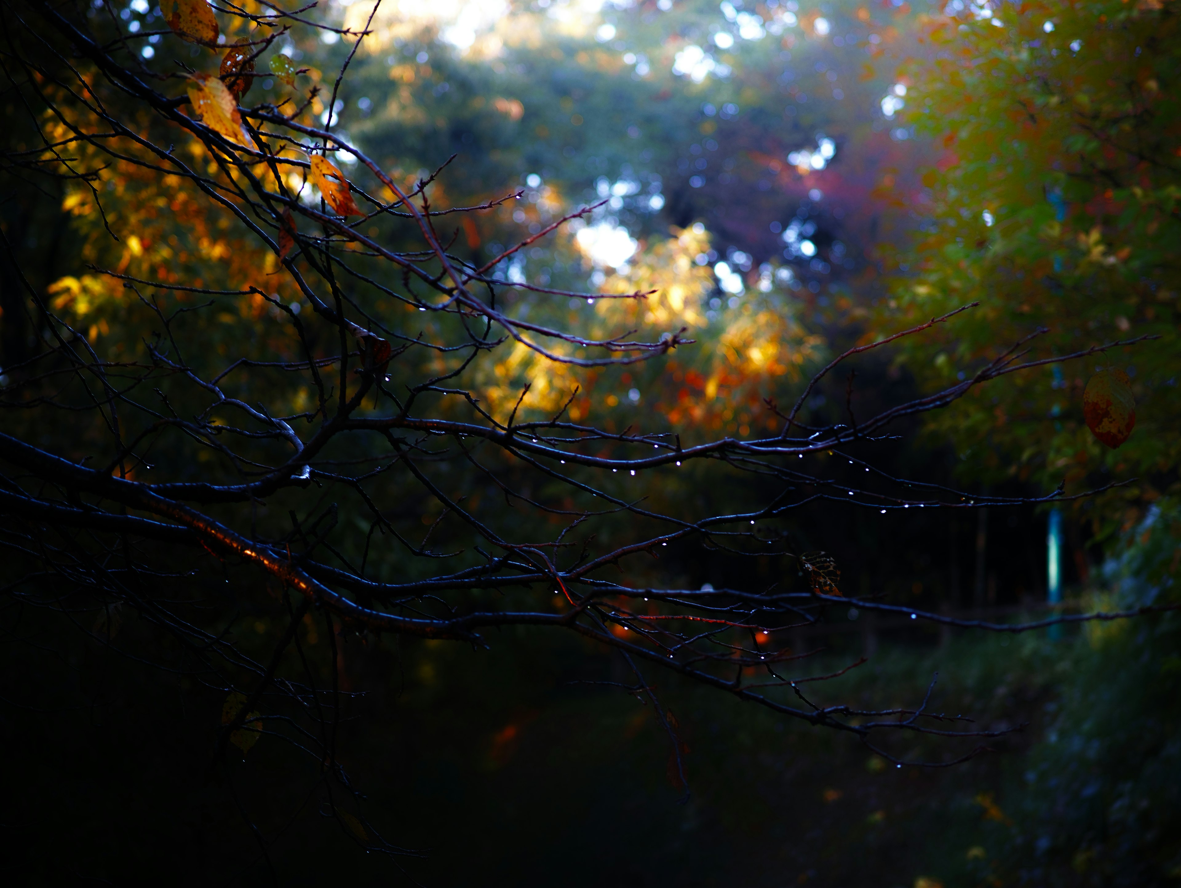 Ramas de otoño con hojas de colores borrosas al fondo y gotas de agua en ellos