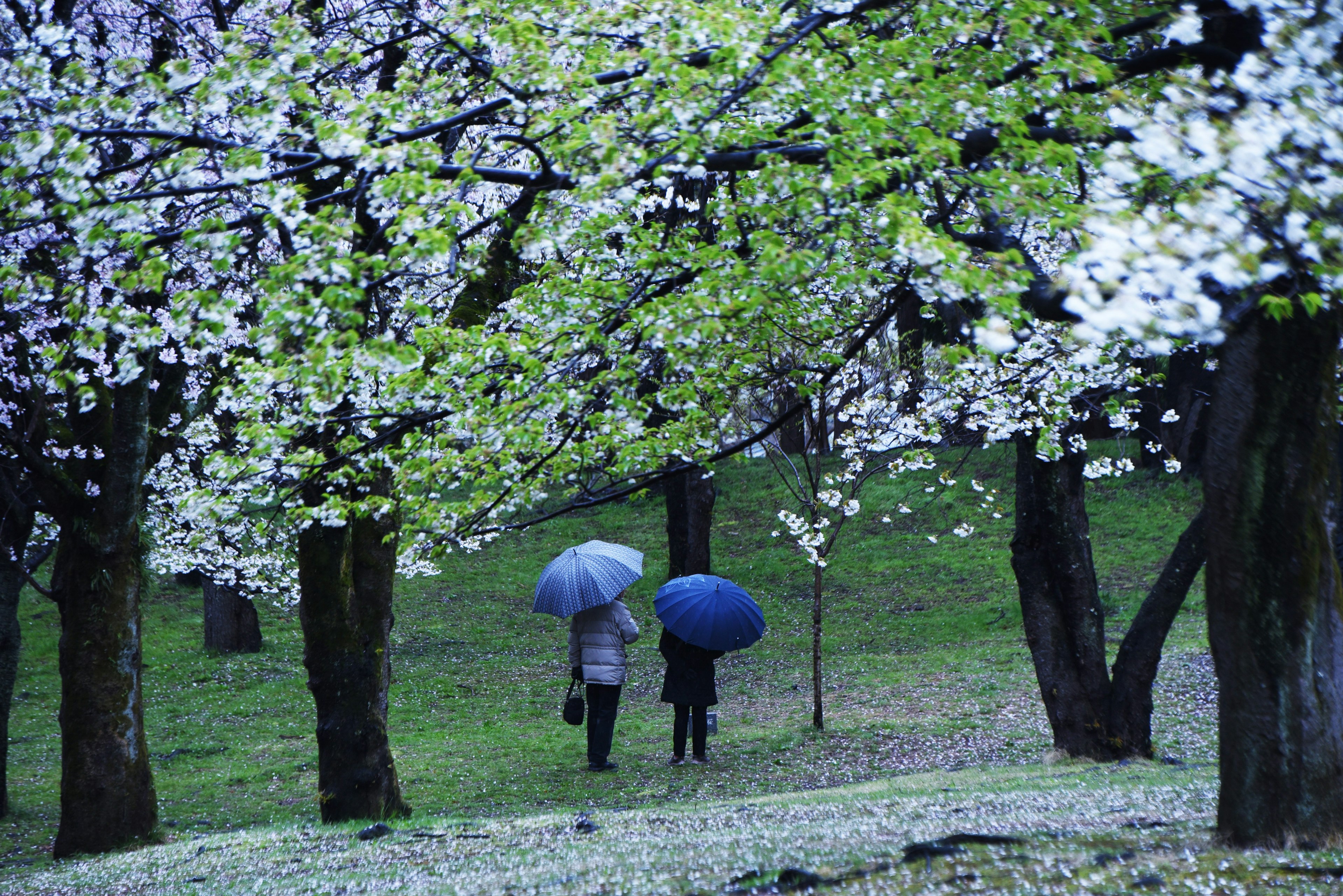 桜の木の間を歩く二人の人物が傘を差している風景