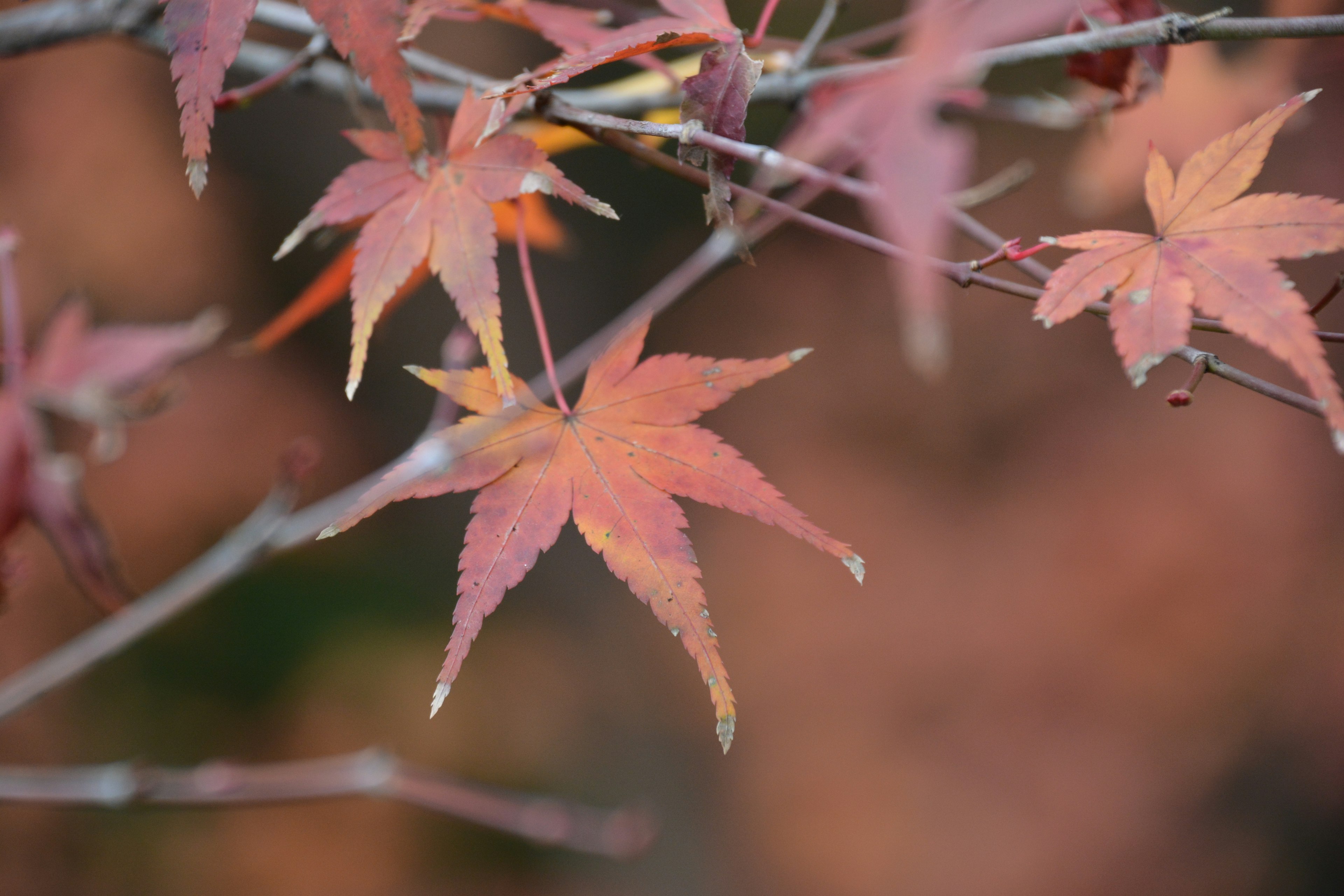 秋の紅葉したカエデの葉が枝に付いている風景