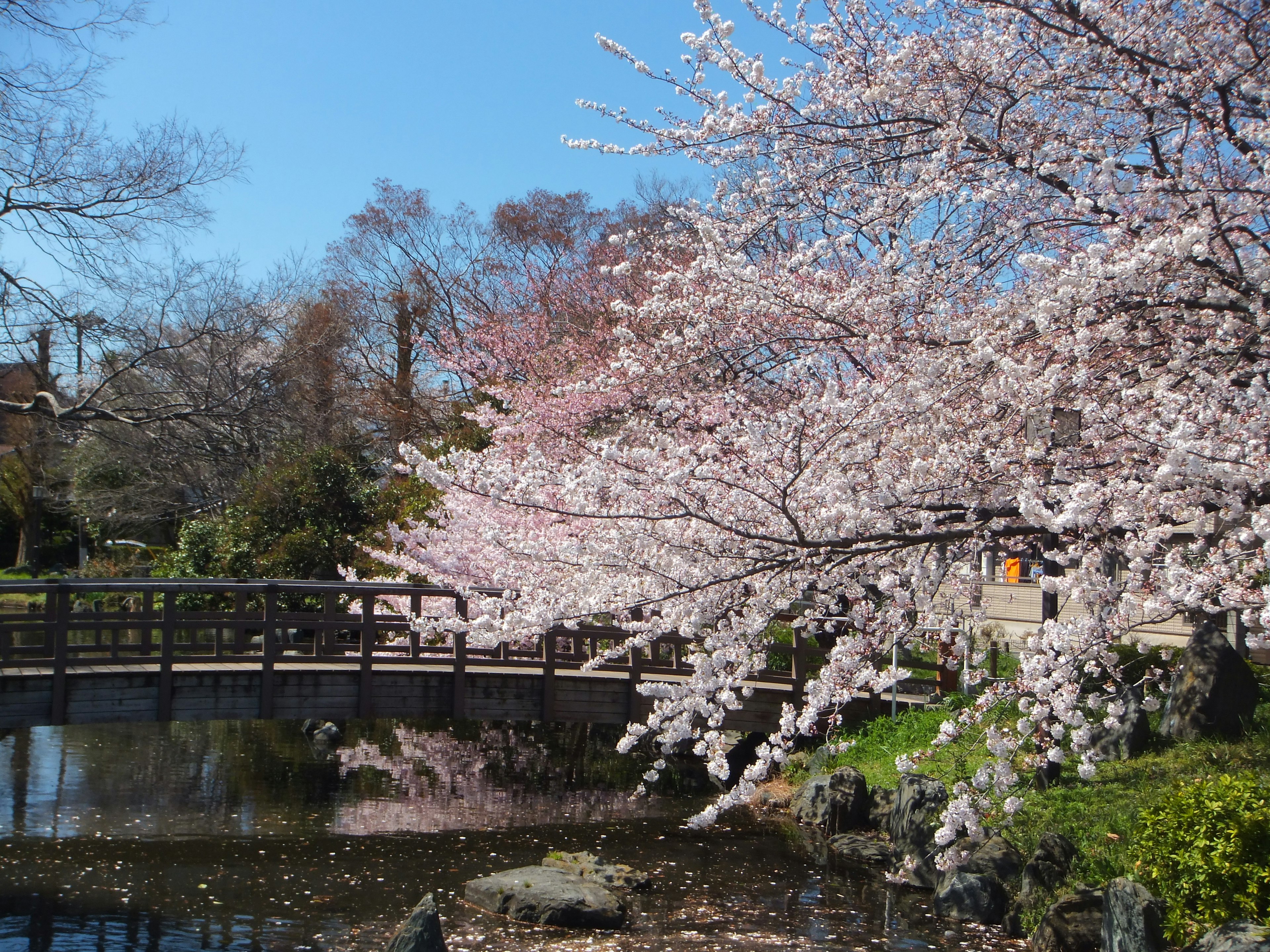 桜の木と池がある公園の風景