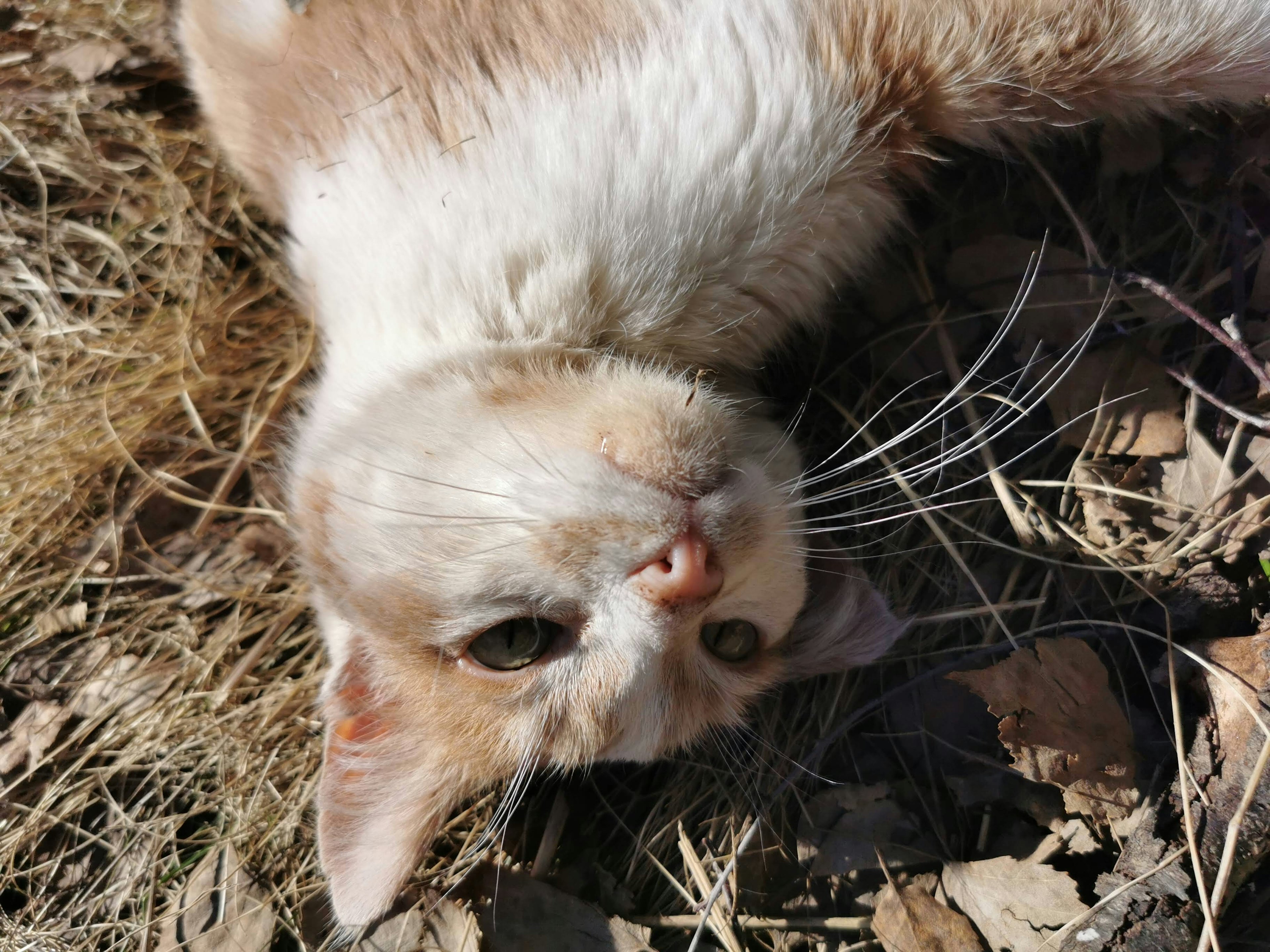 Un gatto sdraiato sull'erba che guarda in alto