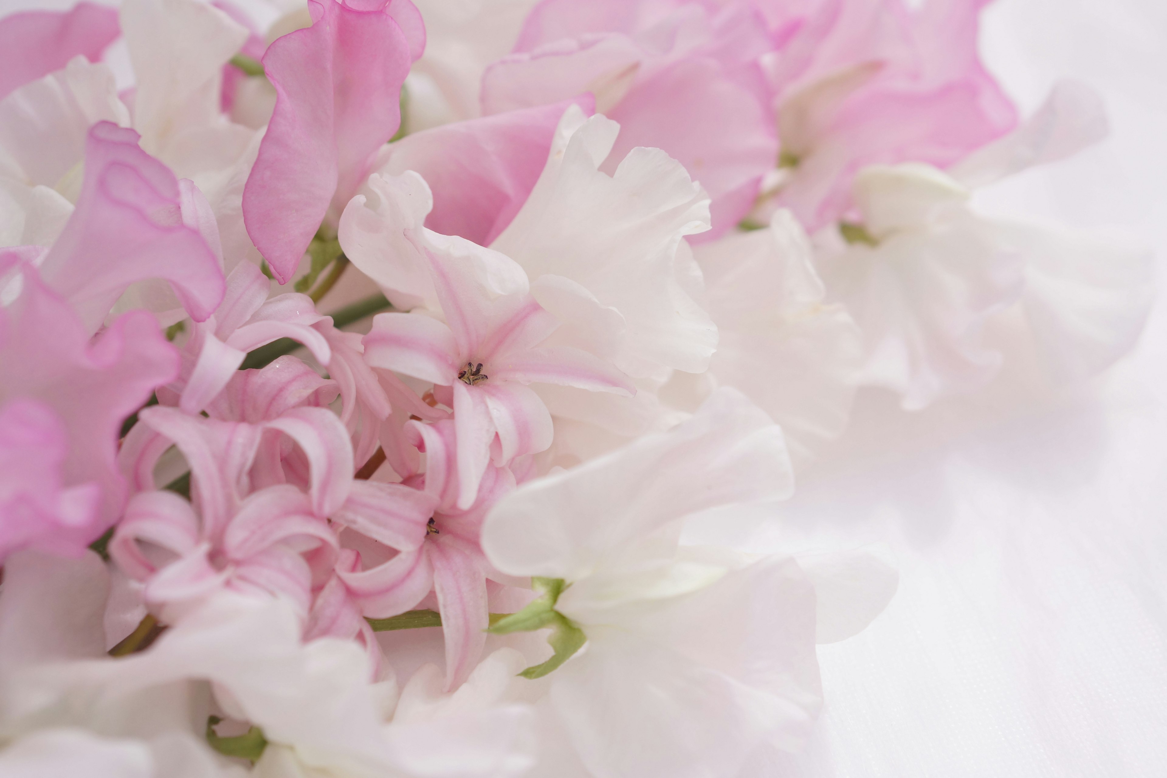 Gros plan de fleurs roses et blanches magnifiquement disposées