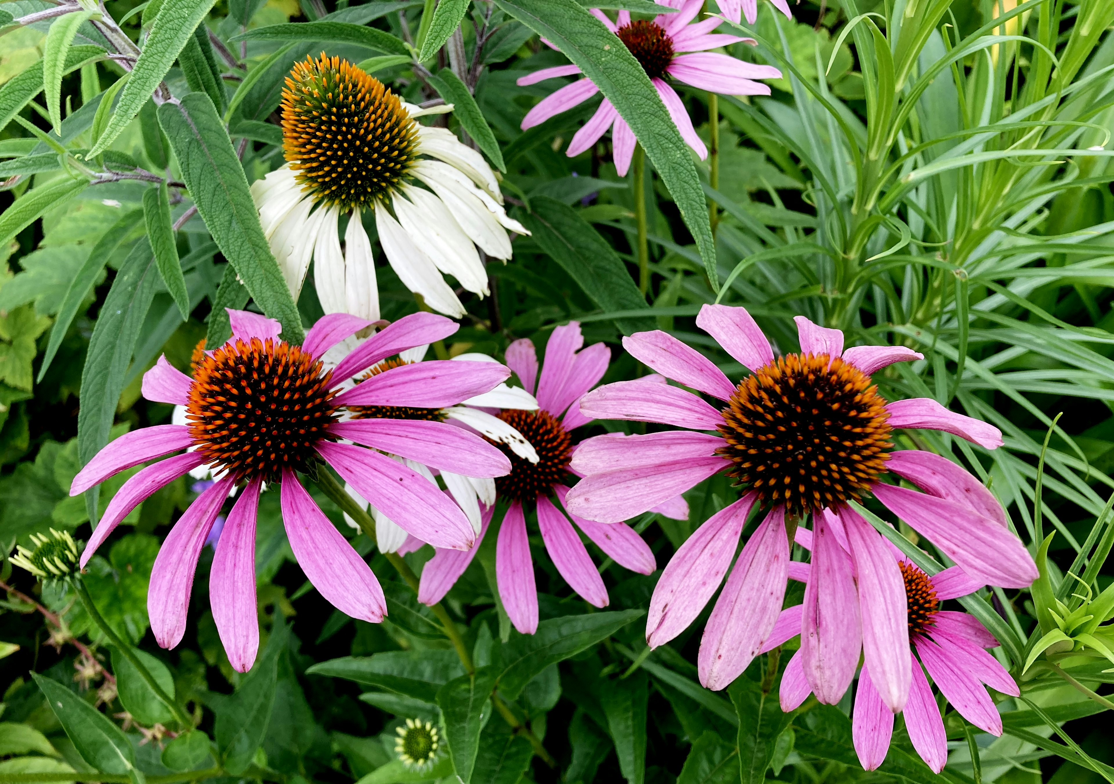 A garden scene featuring purple and white coneflowers in bloom