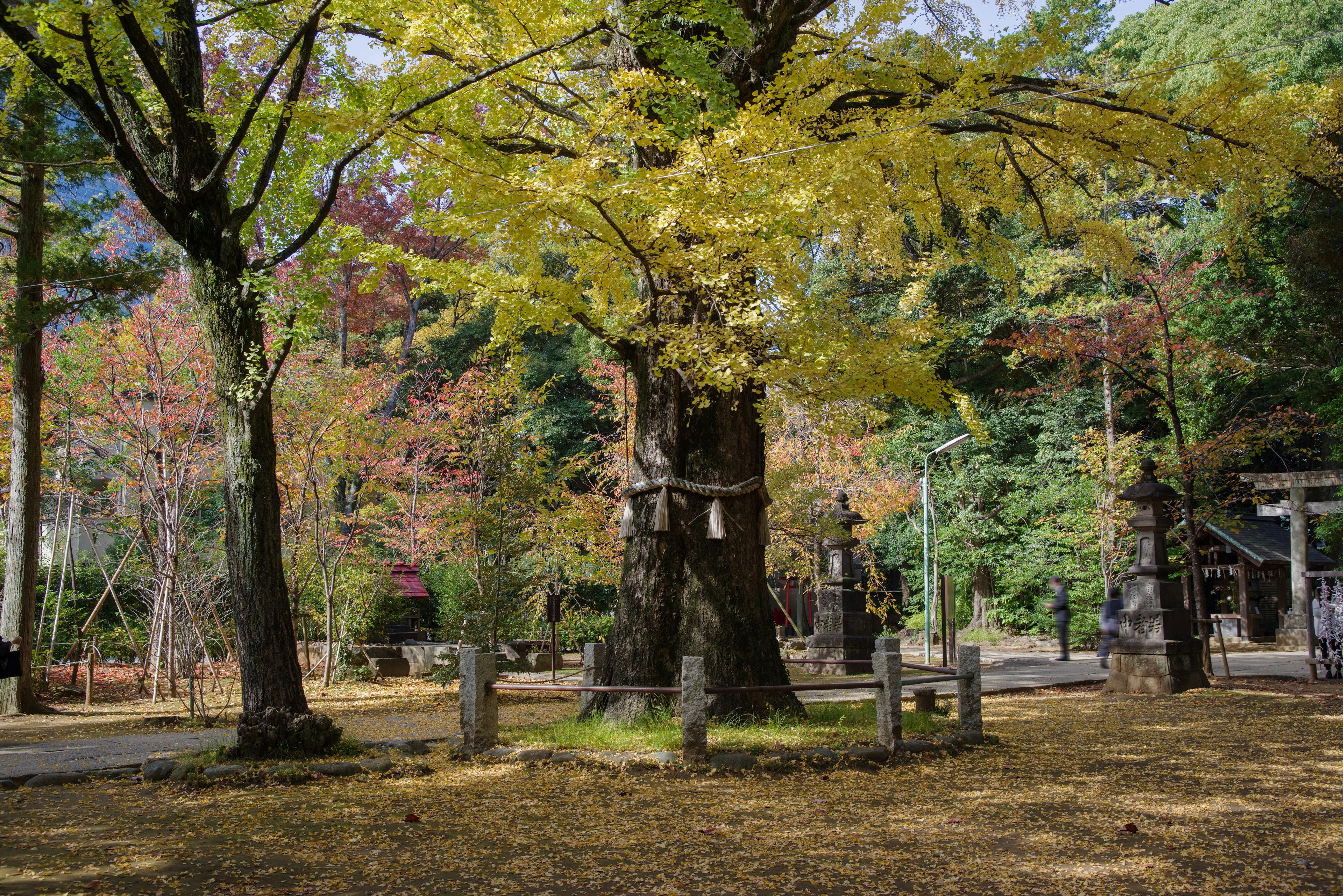 Scenic view of autumn foliage with a large tree and shrine in the background