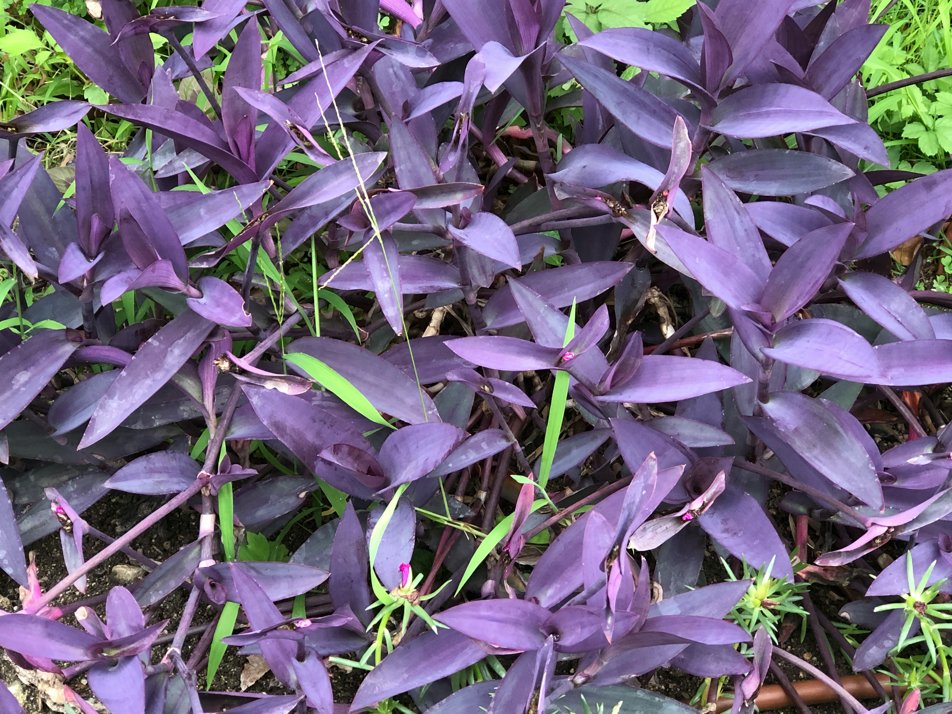 紫色の葉を持つ植物の群生　緑の葉が混ざっている