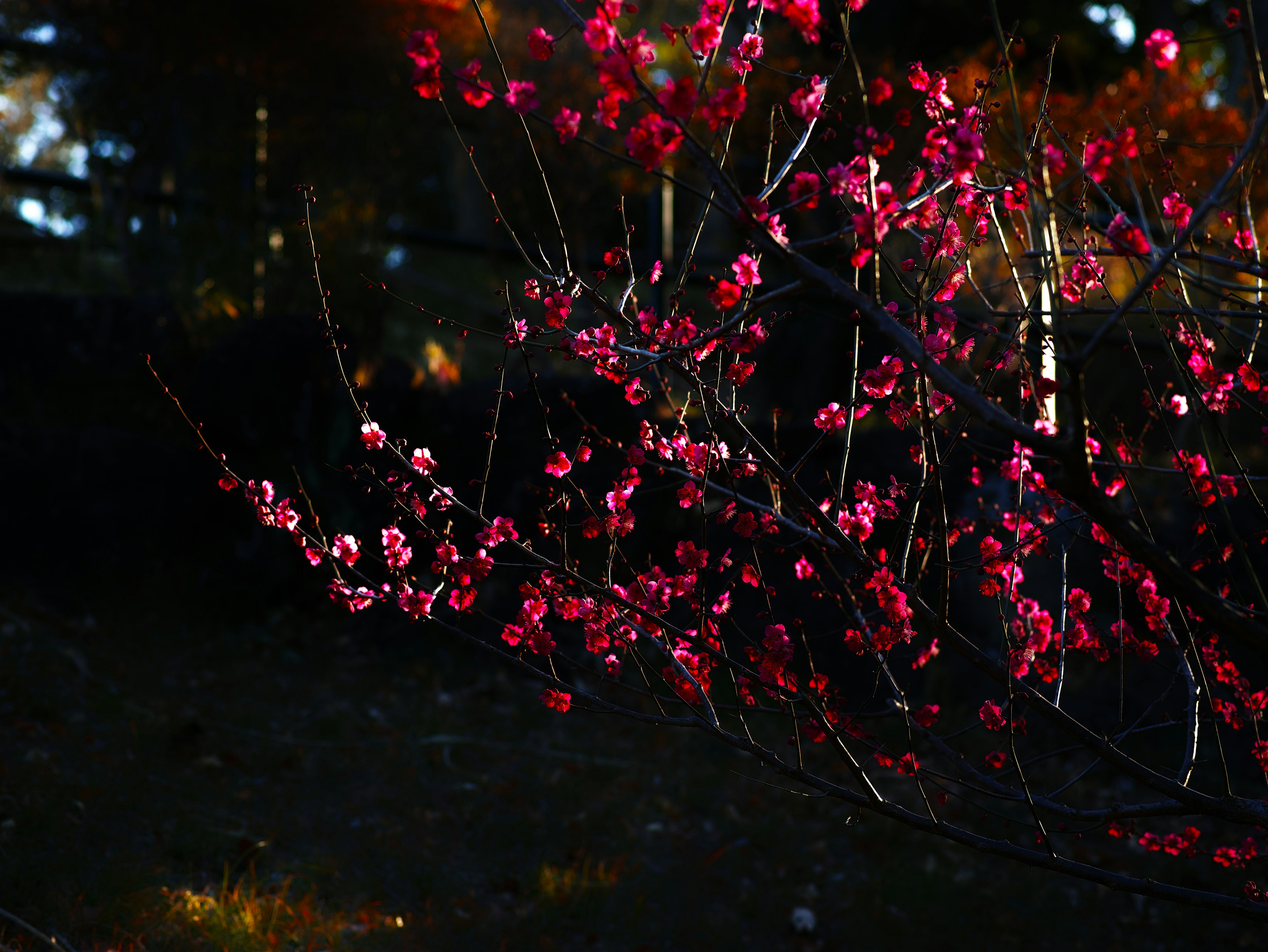 Vibrant red flowers blooming on branches against a dark background