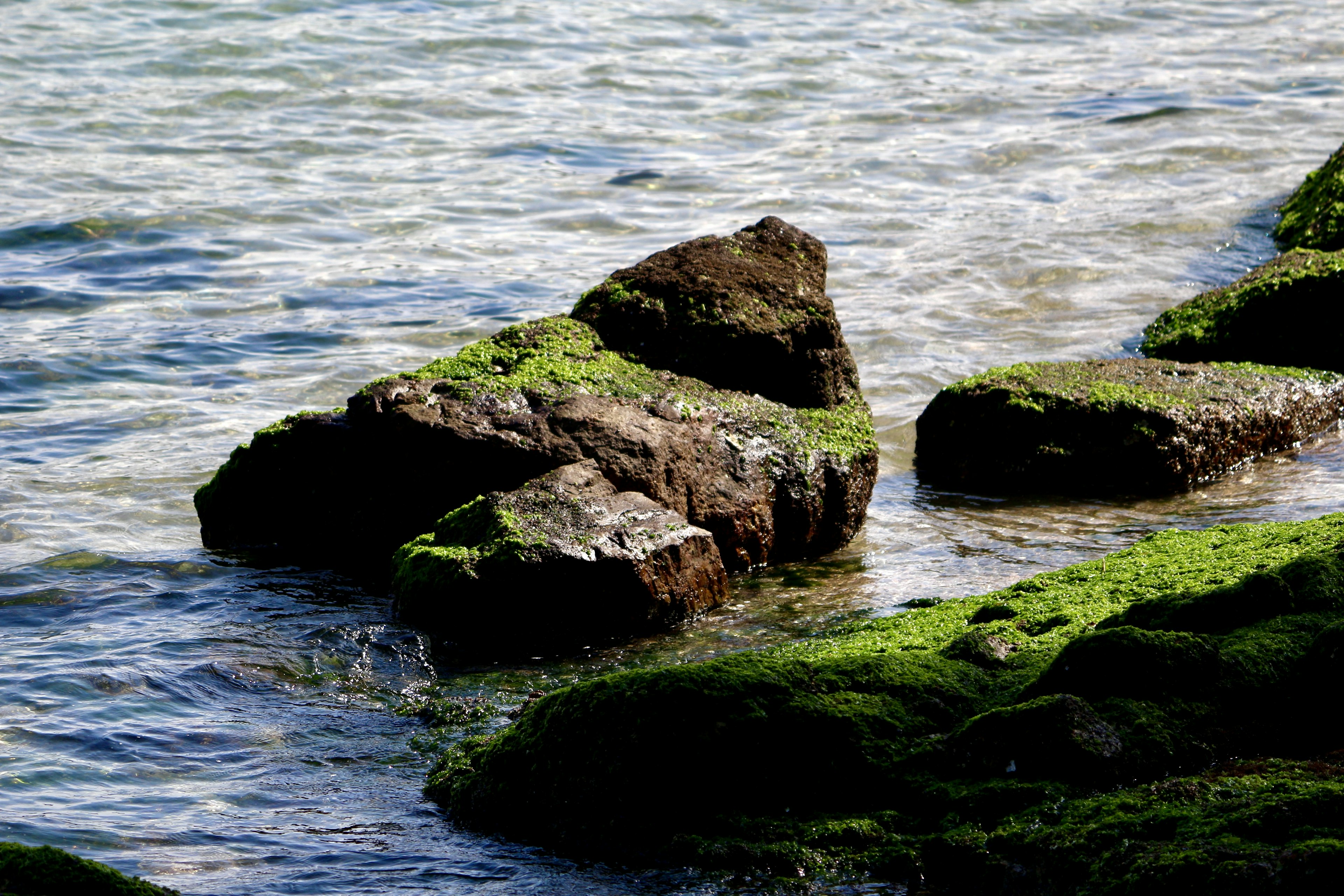 Primer plano de rocas cubiertas de musgo junto al agua