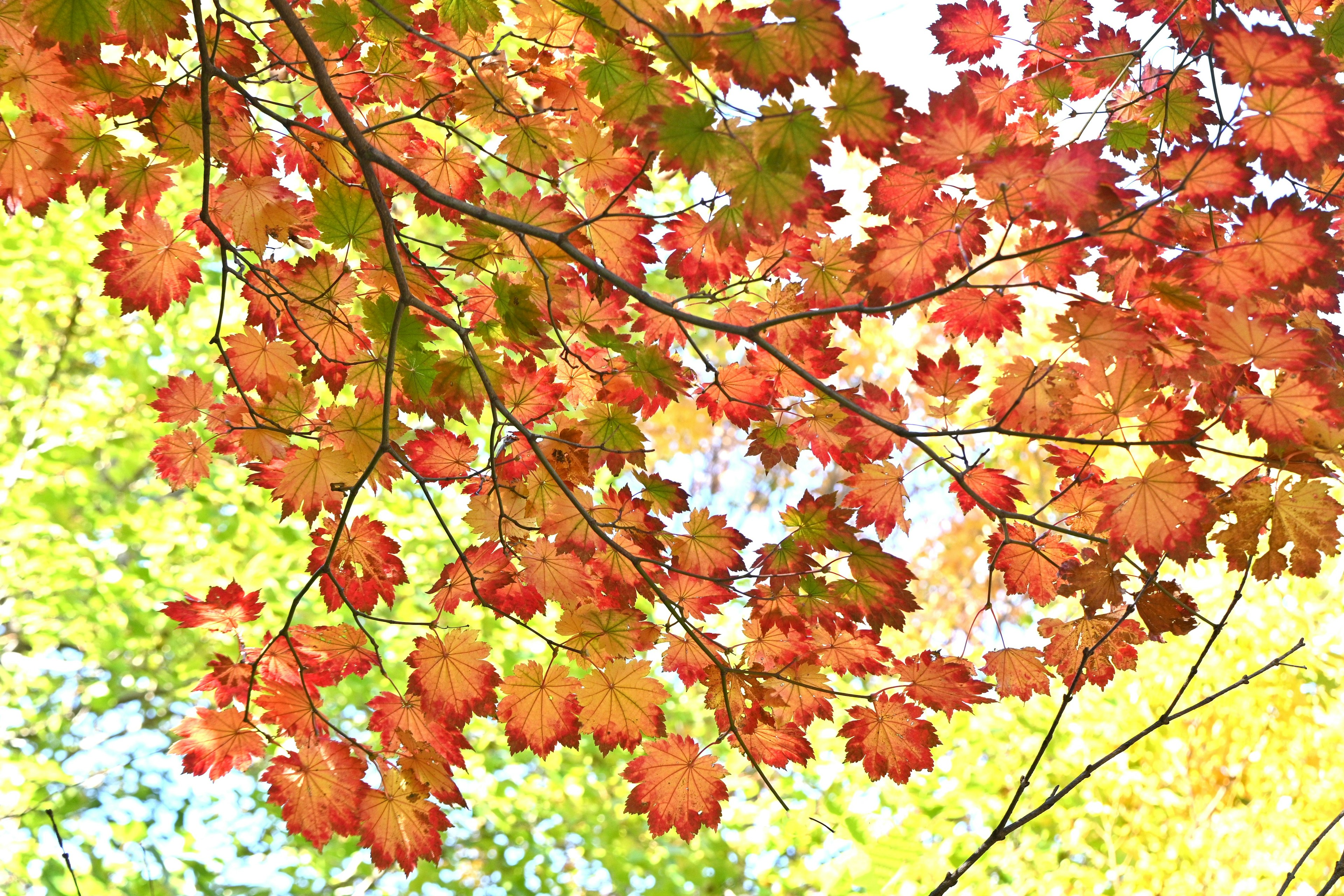 Zweige eines Baumes mit leuchtend roten und orangefarbenen Blättern vor einem Hintergrund aus grünem Laub