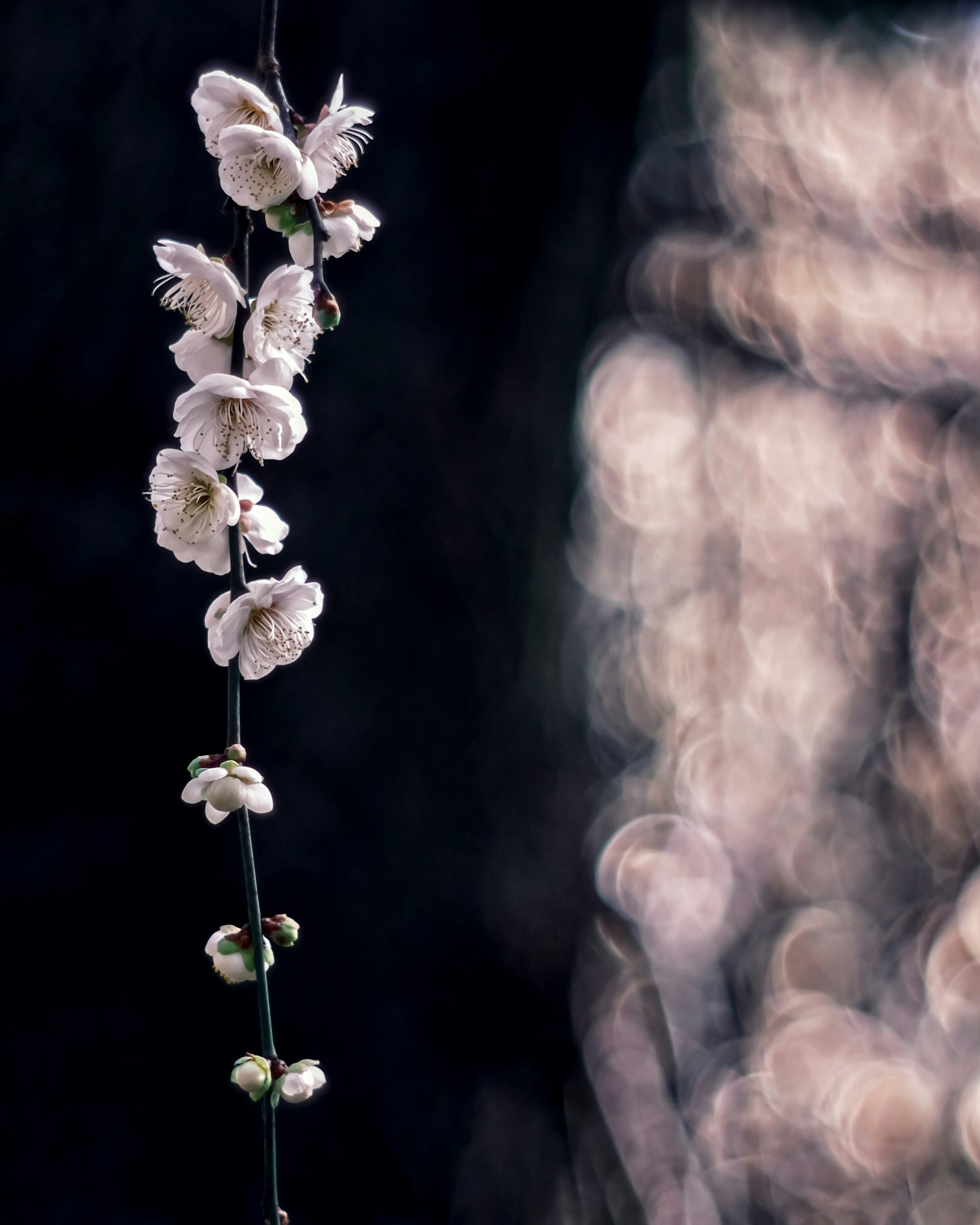 暗い背景に浮かぶ白い花の茎が垂れ下がっている