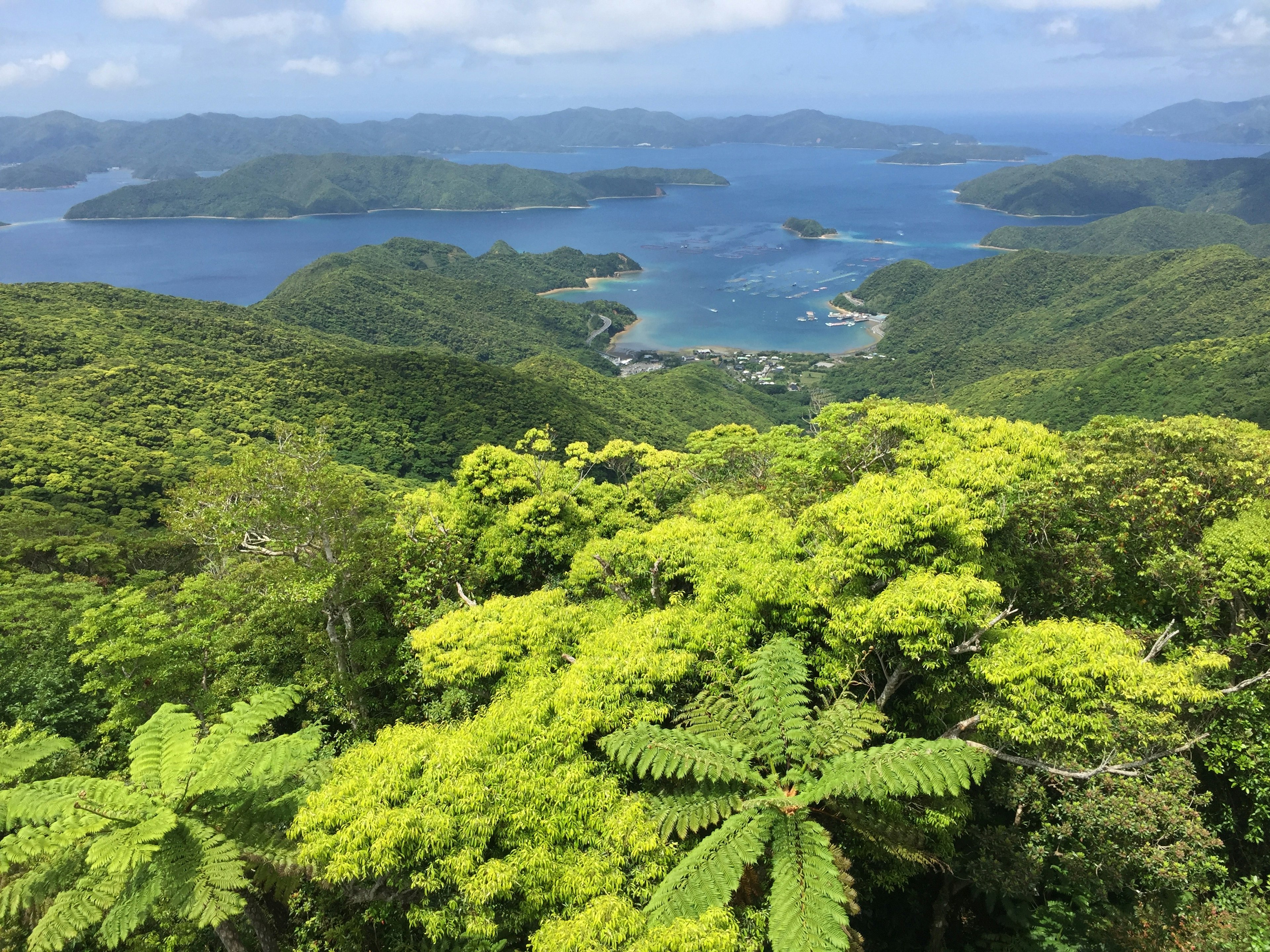 青々とした木々と海の景色を望む山の頂上