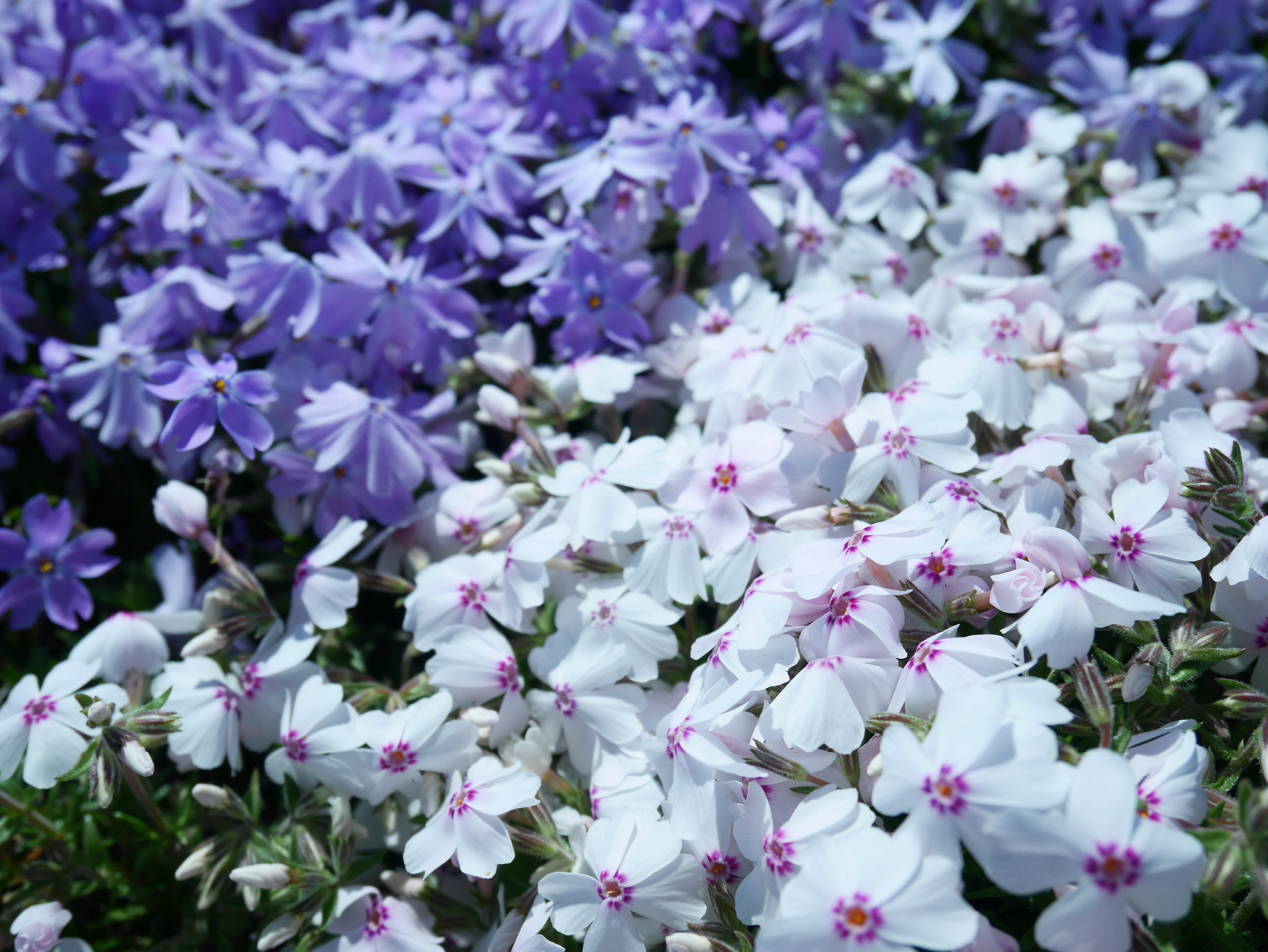 Flores coloridas en flor con flores moradas y blancas