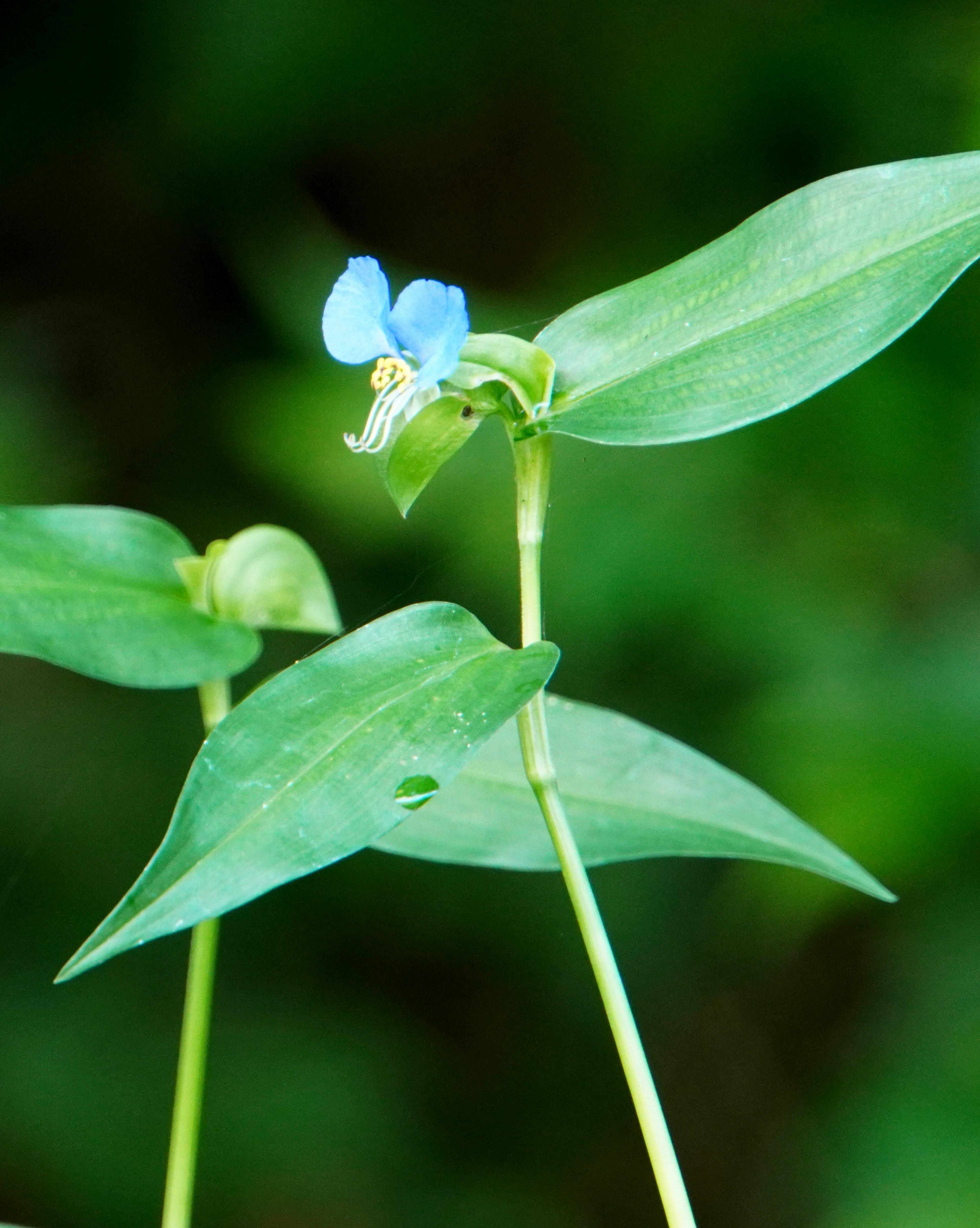 Plante avec de longues feuilles et une petite fleur bleue