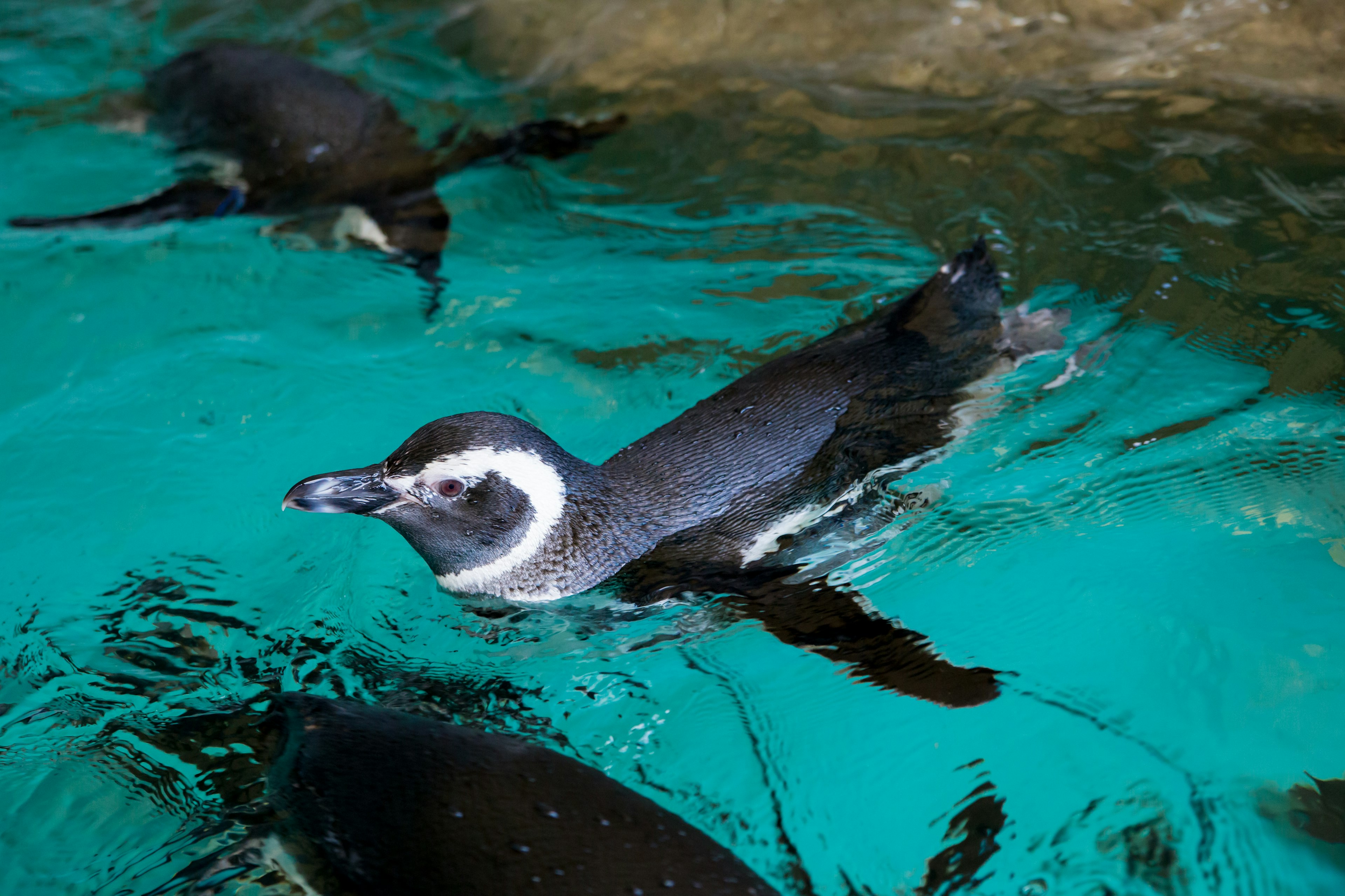 Penguins swimming in clear turquoise water with rocky background