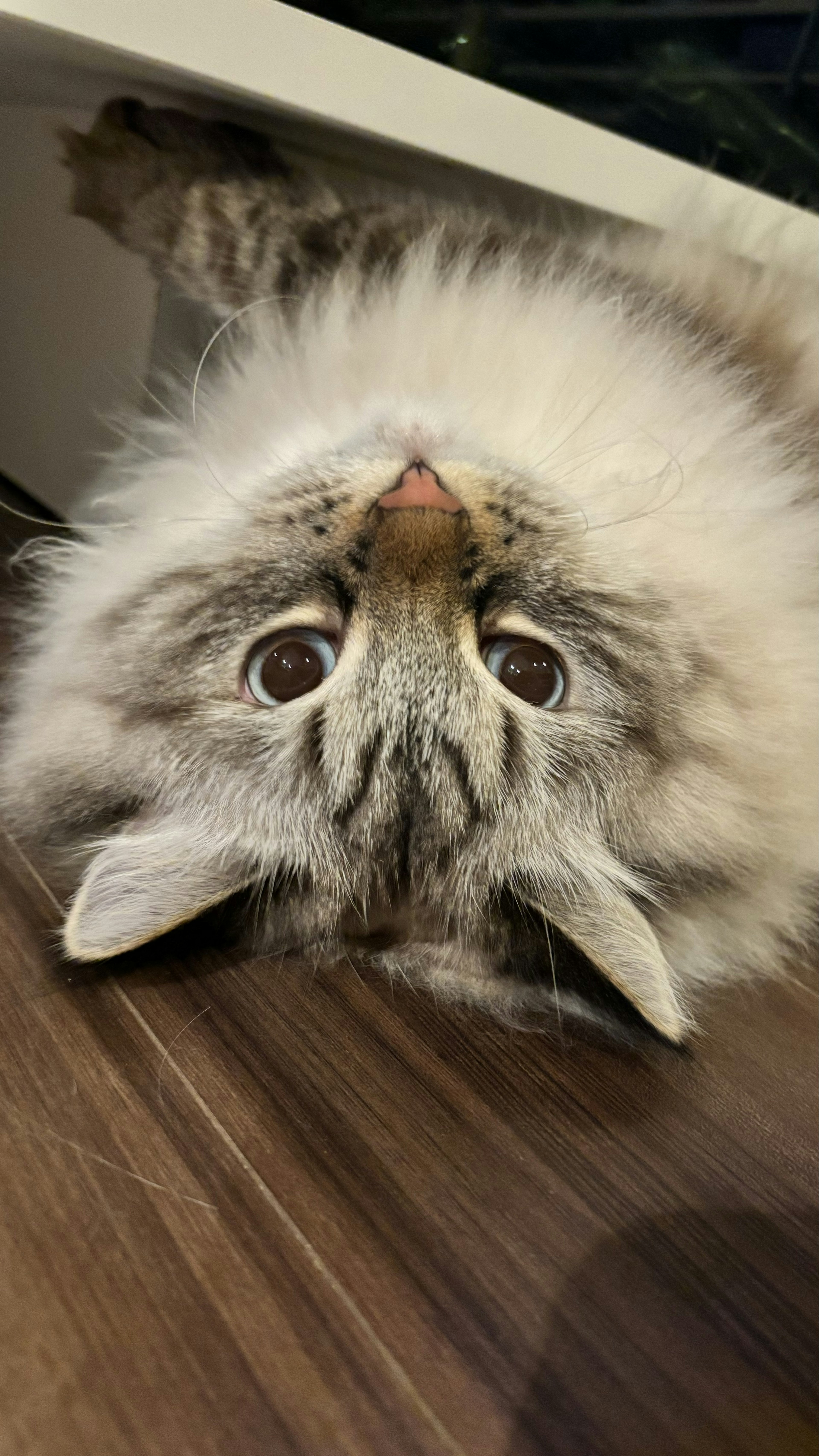 A fluffy cat with white fur and gray markings lying upside down