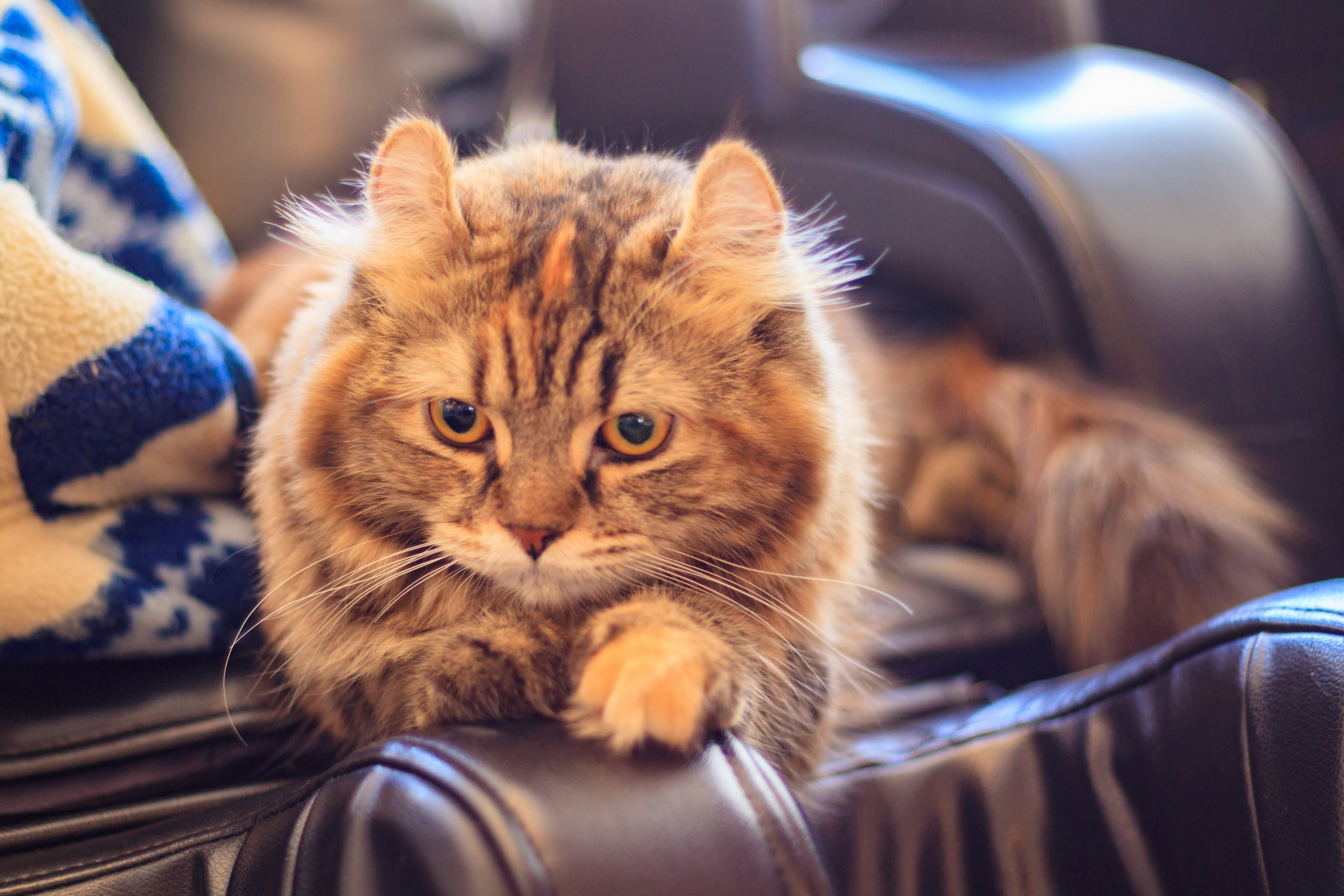 Orange flauschige Katze ruht sich auf einem Stuhl mit einem ruhigen Ausdruck aus