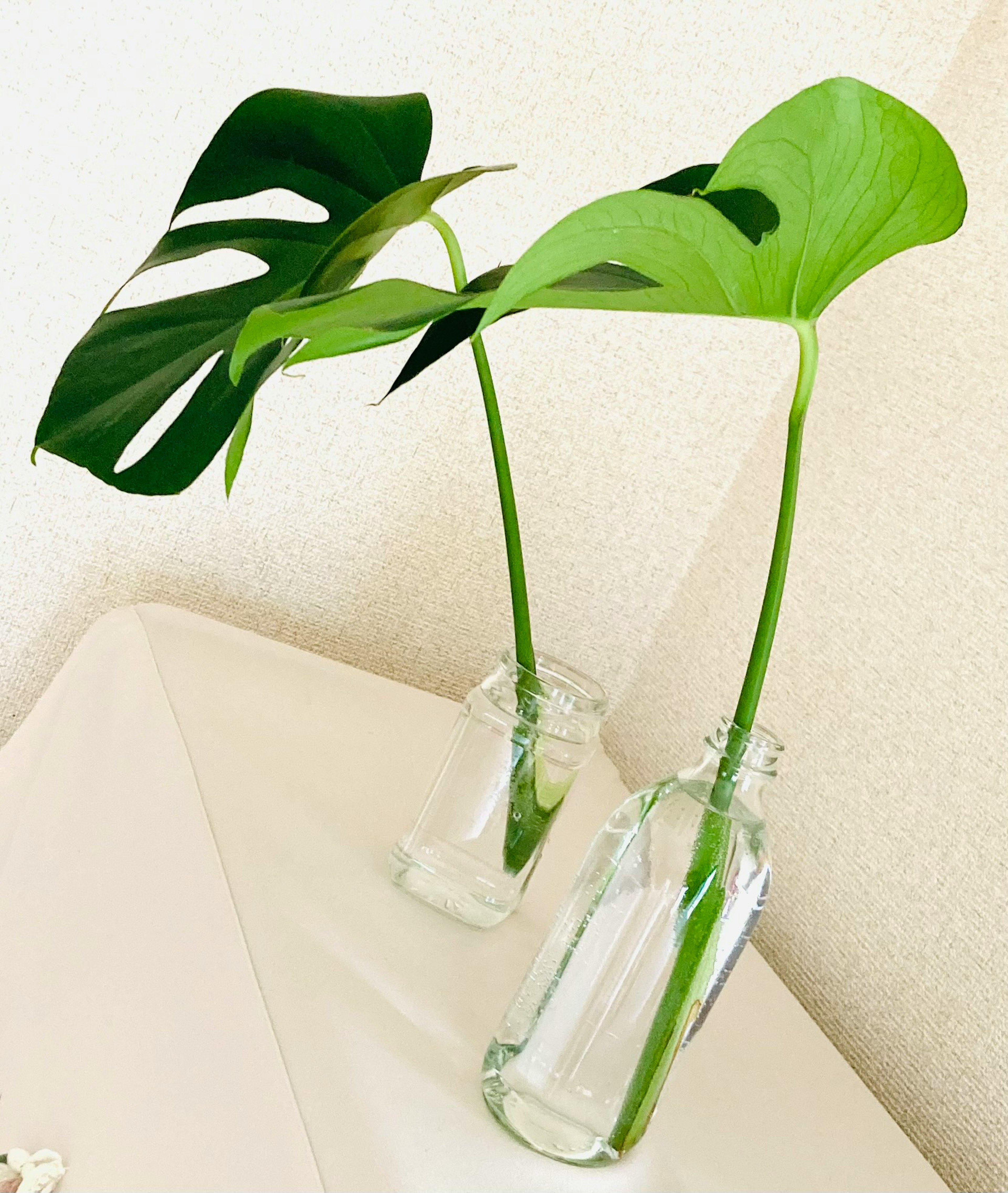 Arrangement von Monstera-Blättern in Glasflaschen