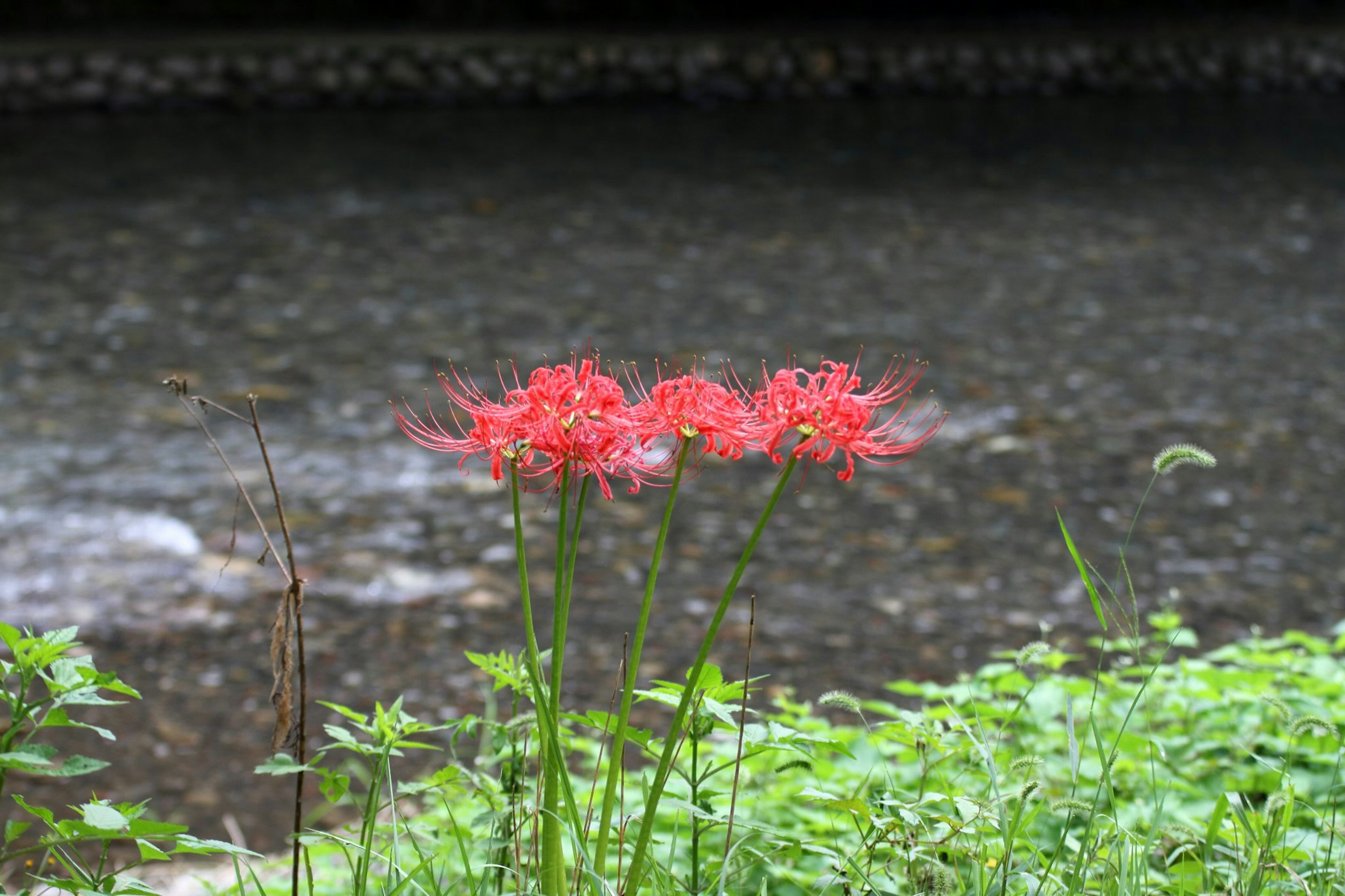 Bunga spider lily merah mekar di dekat sungai