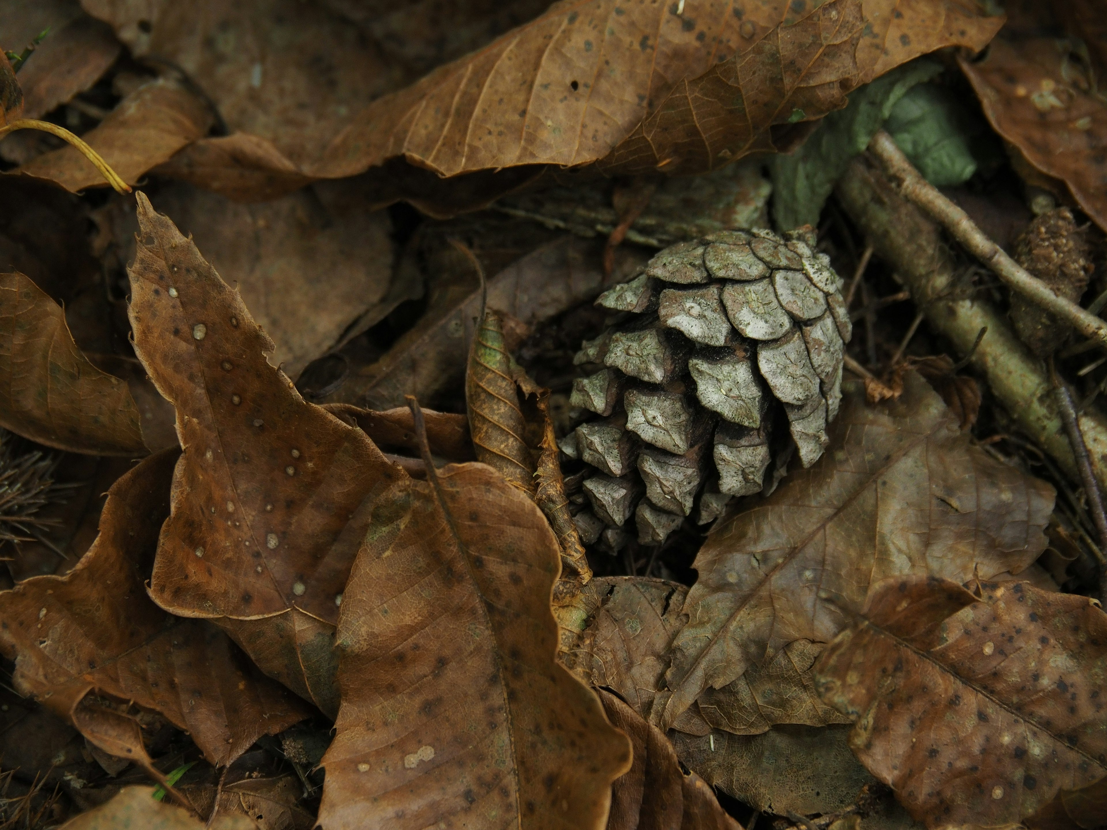 Close-up kerucut pinus di antara daun kering