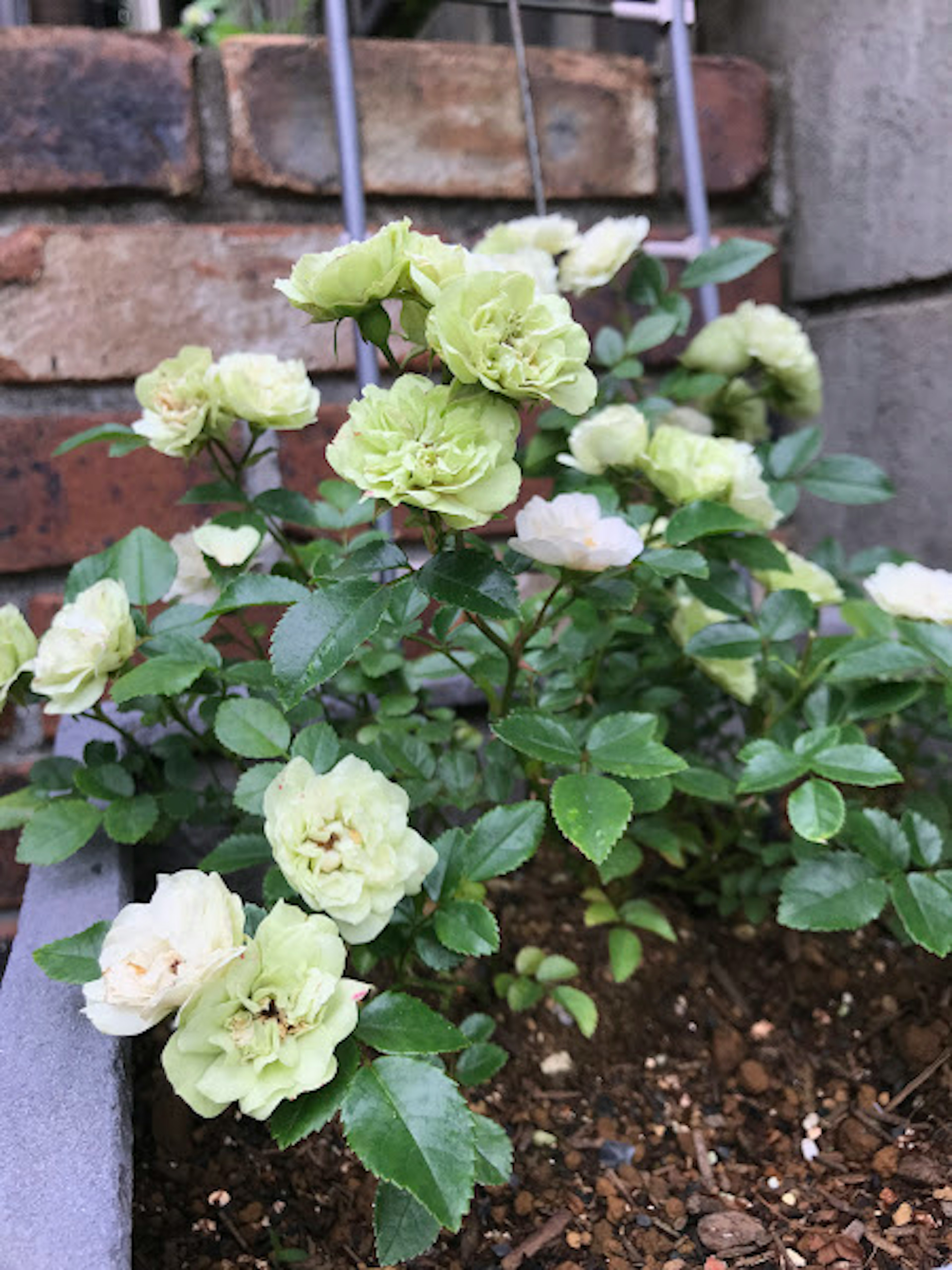 Gros plan sur une plante avec des fleurs de rose blanches verdâtres