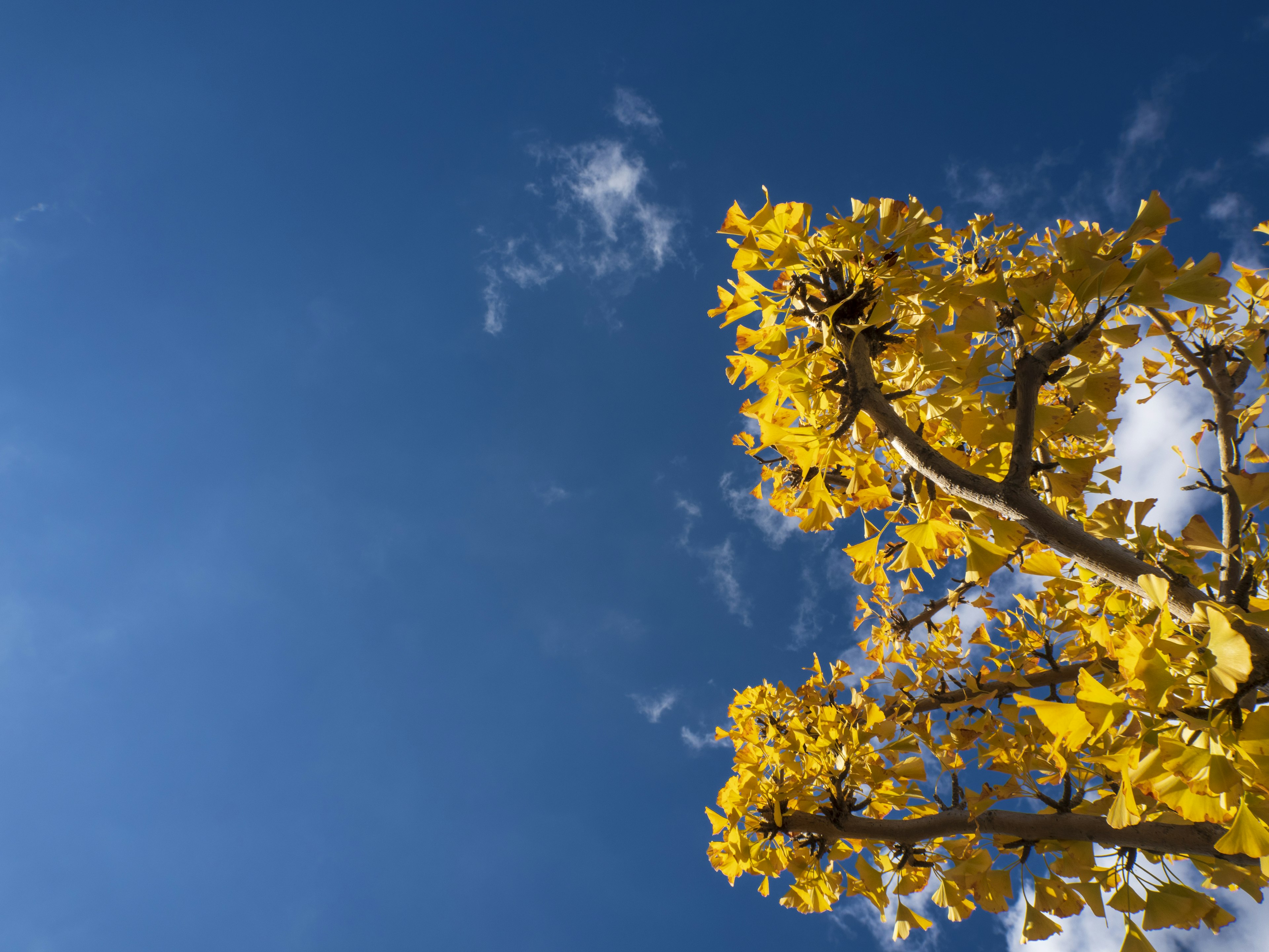 Obere Teil eines Baumes mit leuchtend gelben Blättern vor einem blauen Himmel