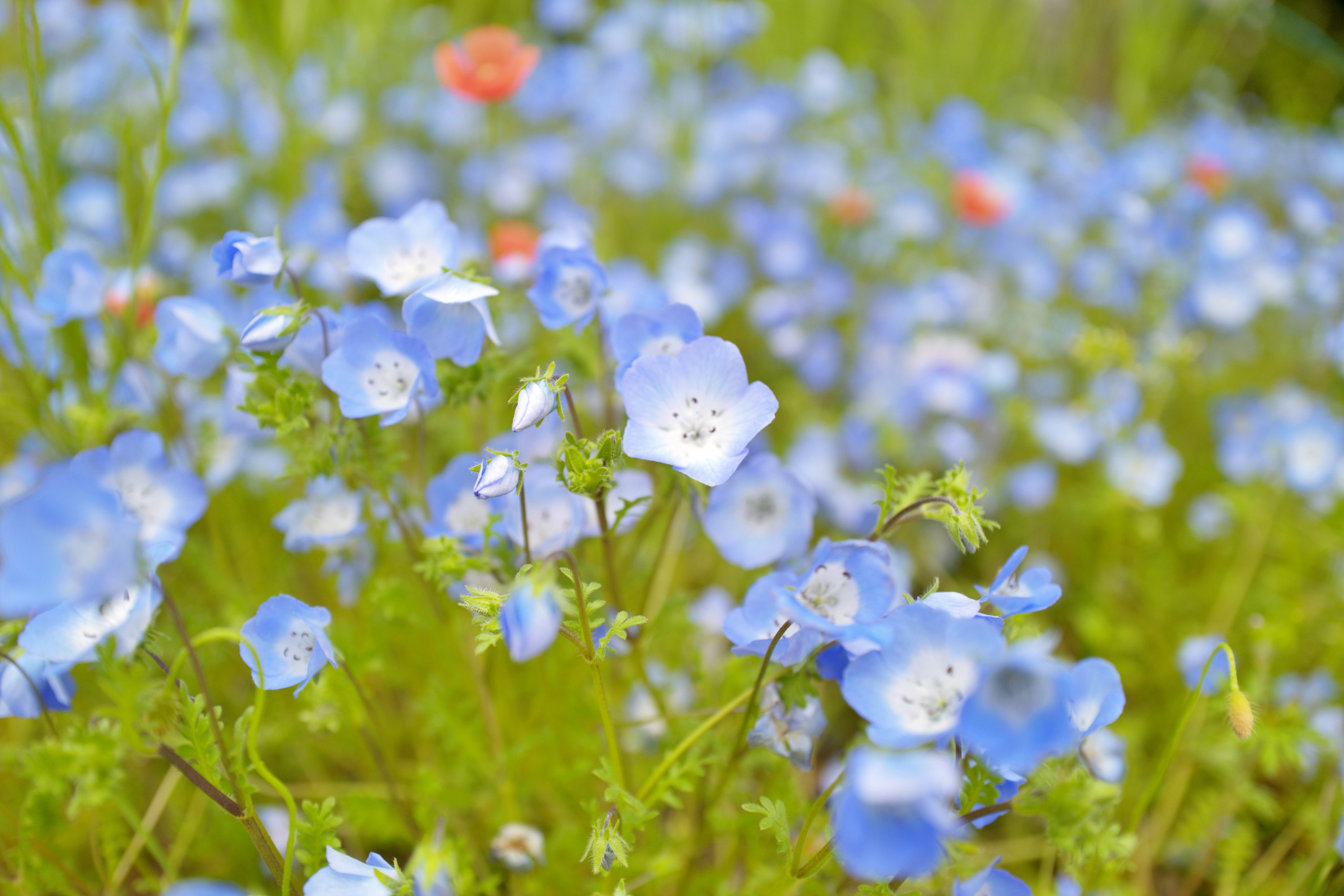 青い花が咲く美しい風景