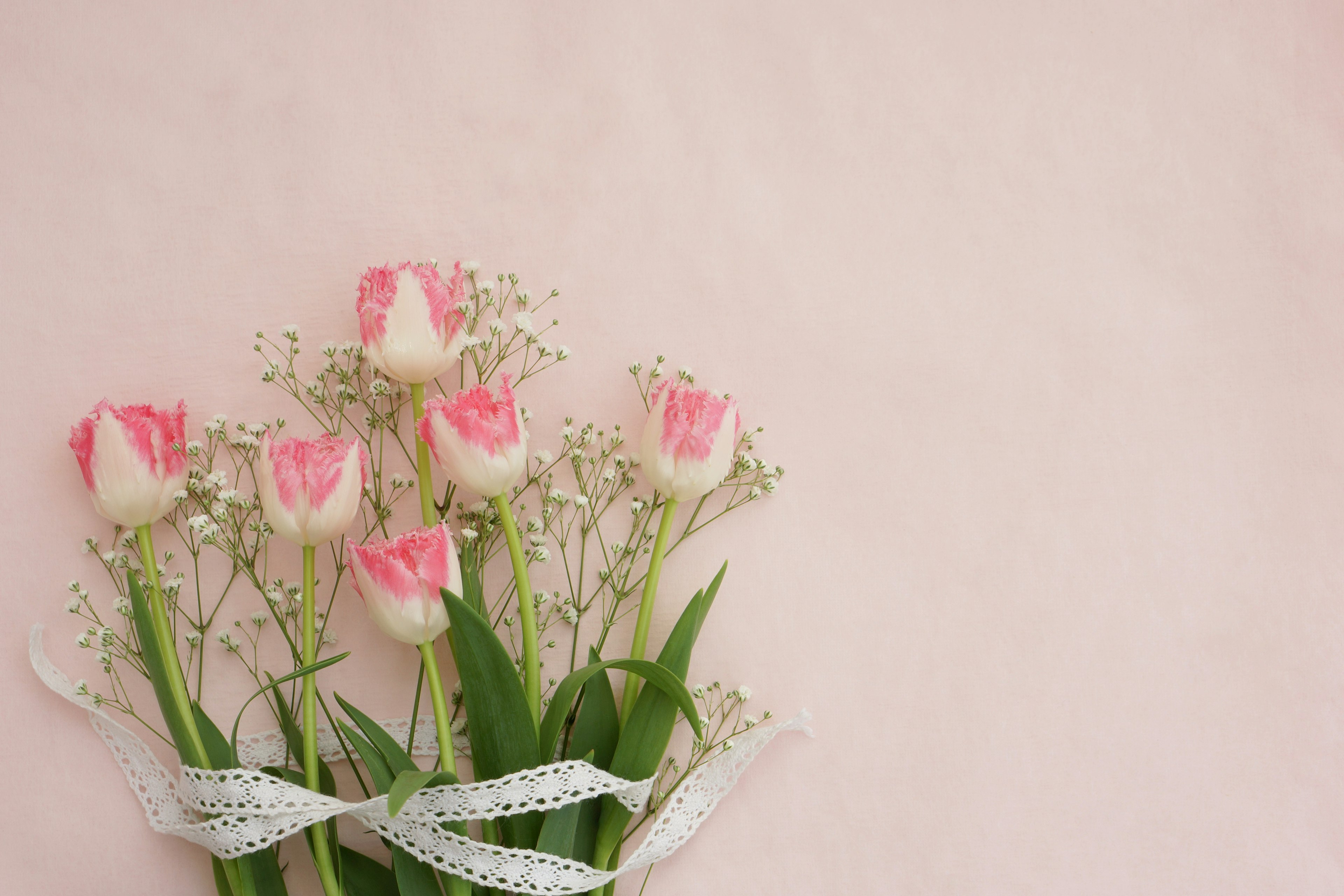 A bouquet of pink tulips and baby’s breath tied with a white ribbon against a soft background