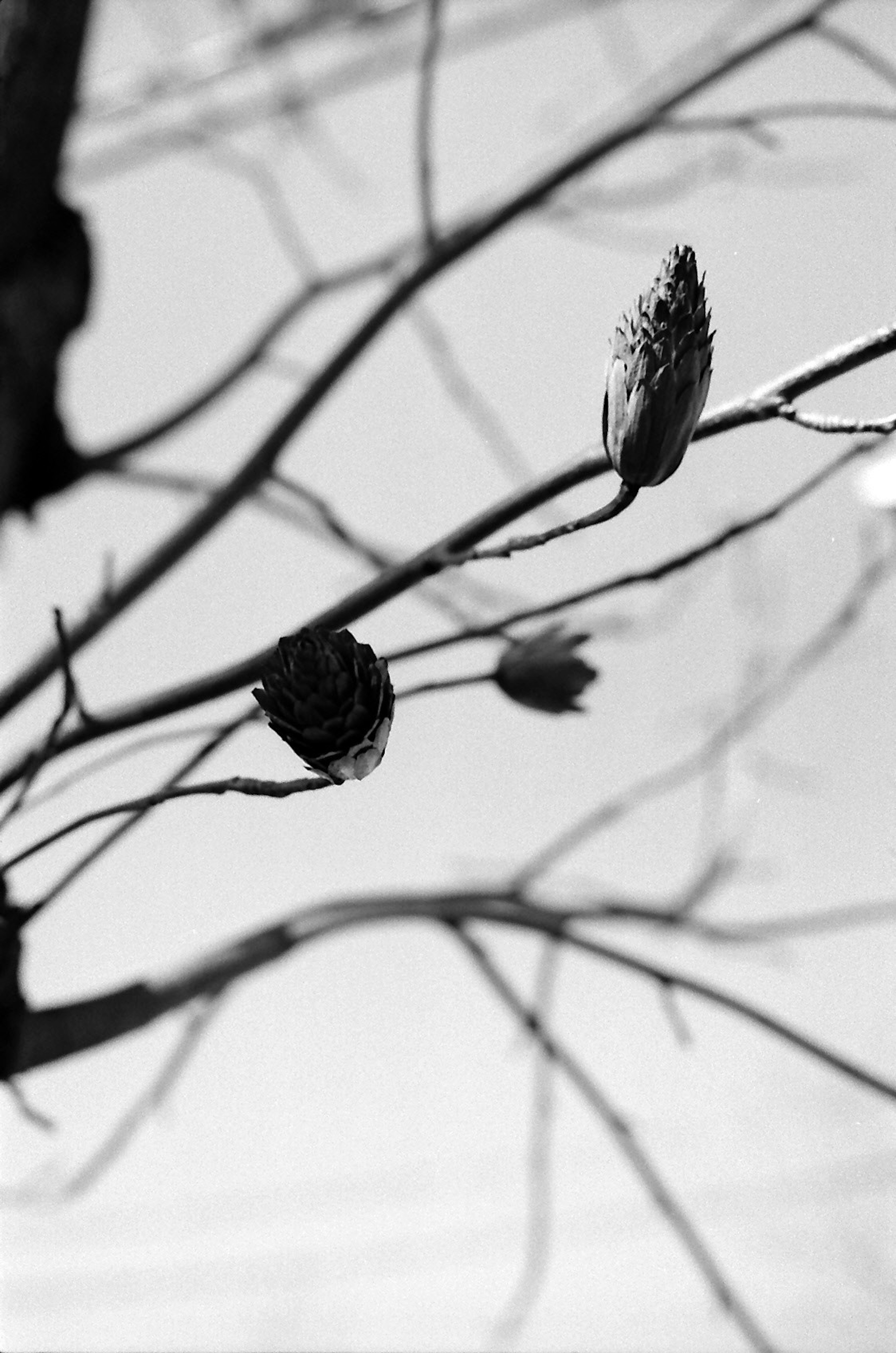 Imagen en blanco y negro de capullos de flores en ramas de árbol