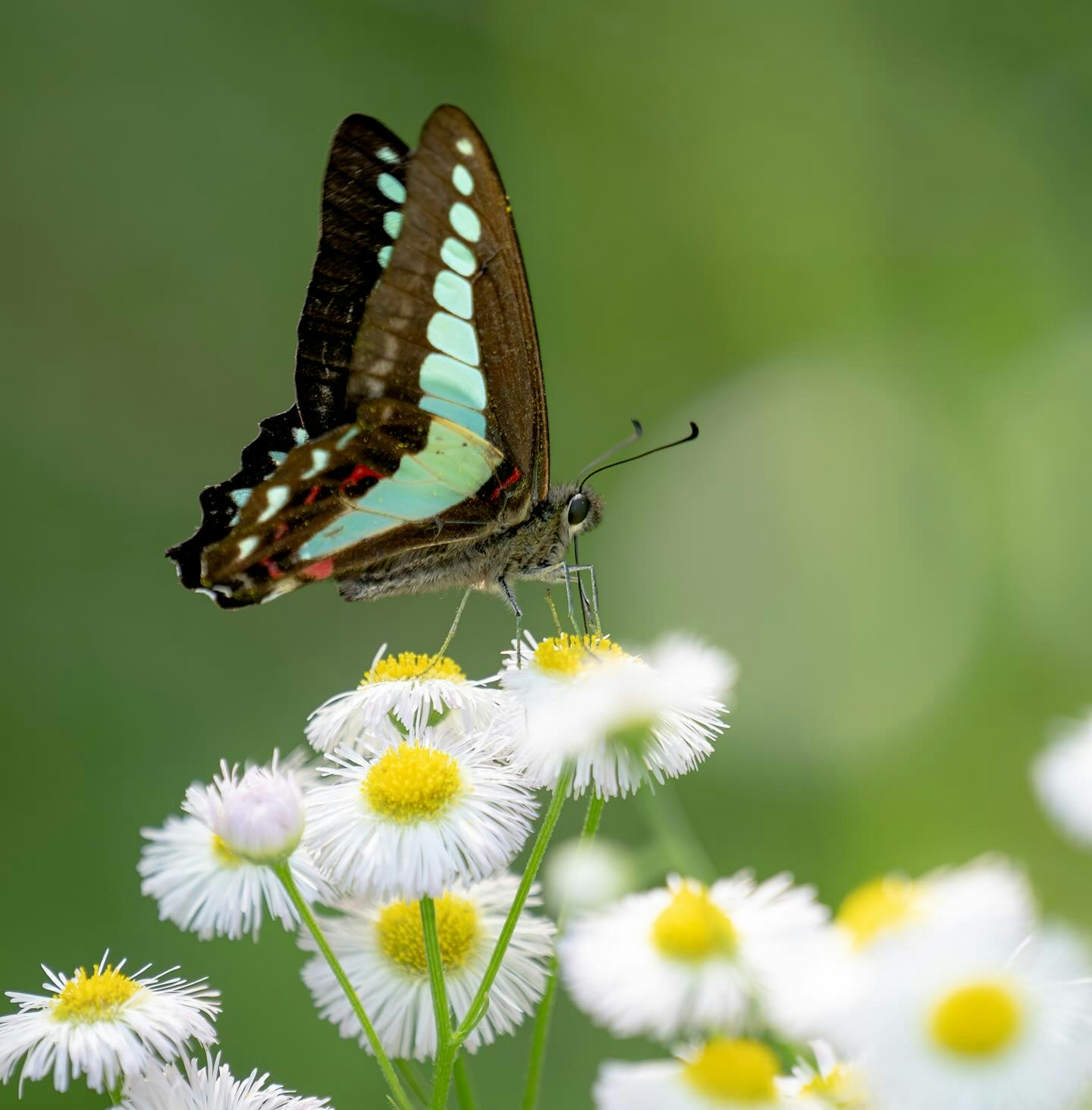 Una hermosa mariposa posada sobre flores blancas con un fondo verde