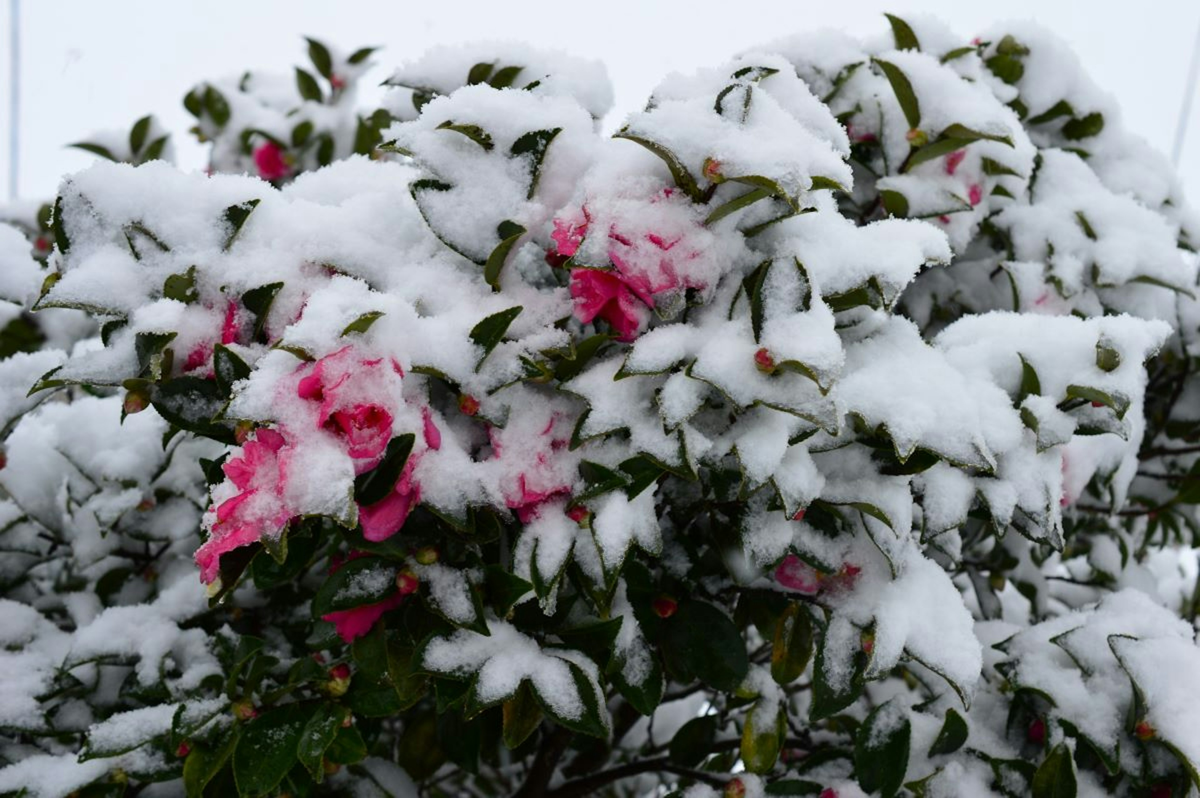 被雪覆蓋的開花灌木和粉紅色花朵