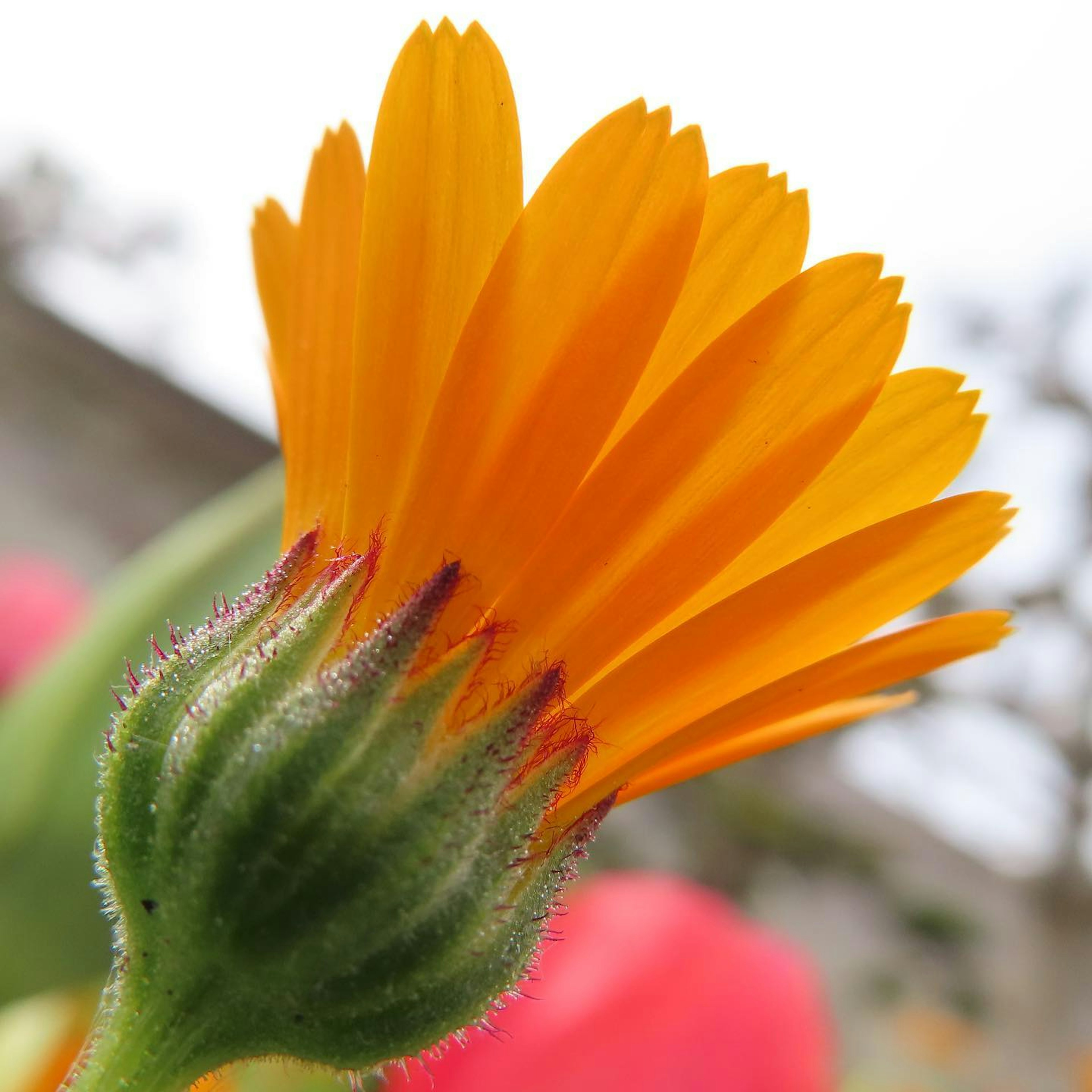 Gros plan sur des pétales de fleur orange vif et un bouton vert