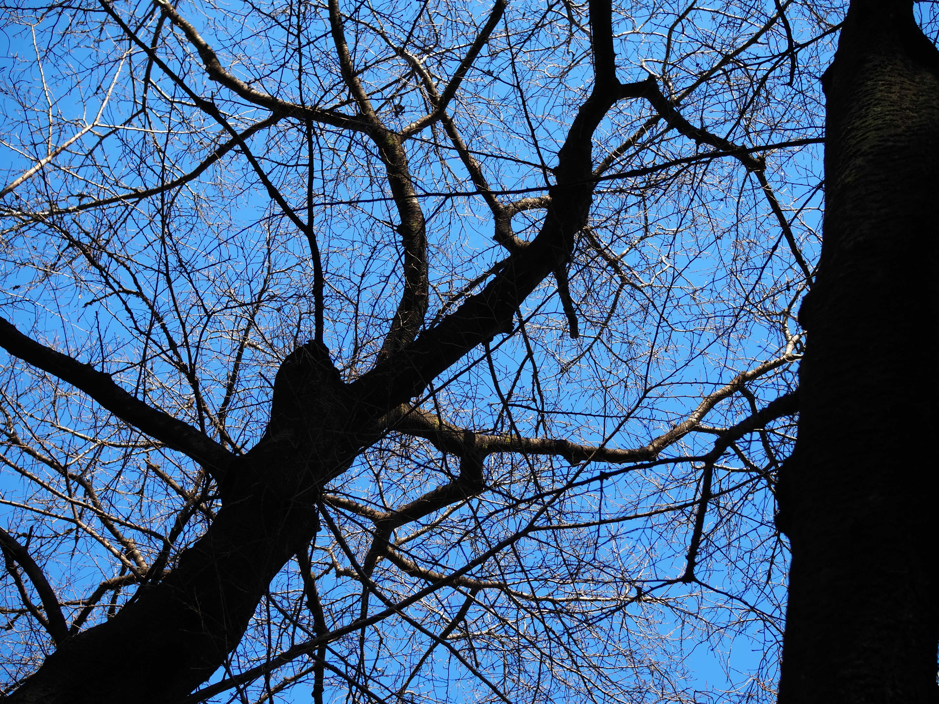 Silhouette dünner Baumäste vor blauem Himmel