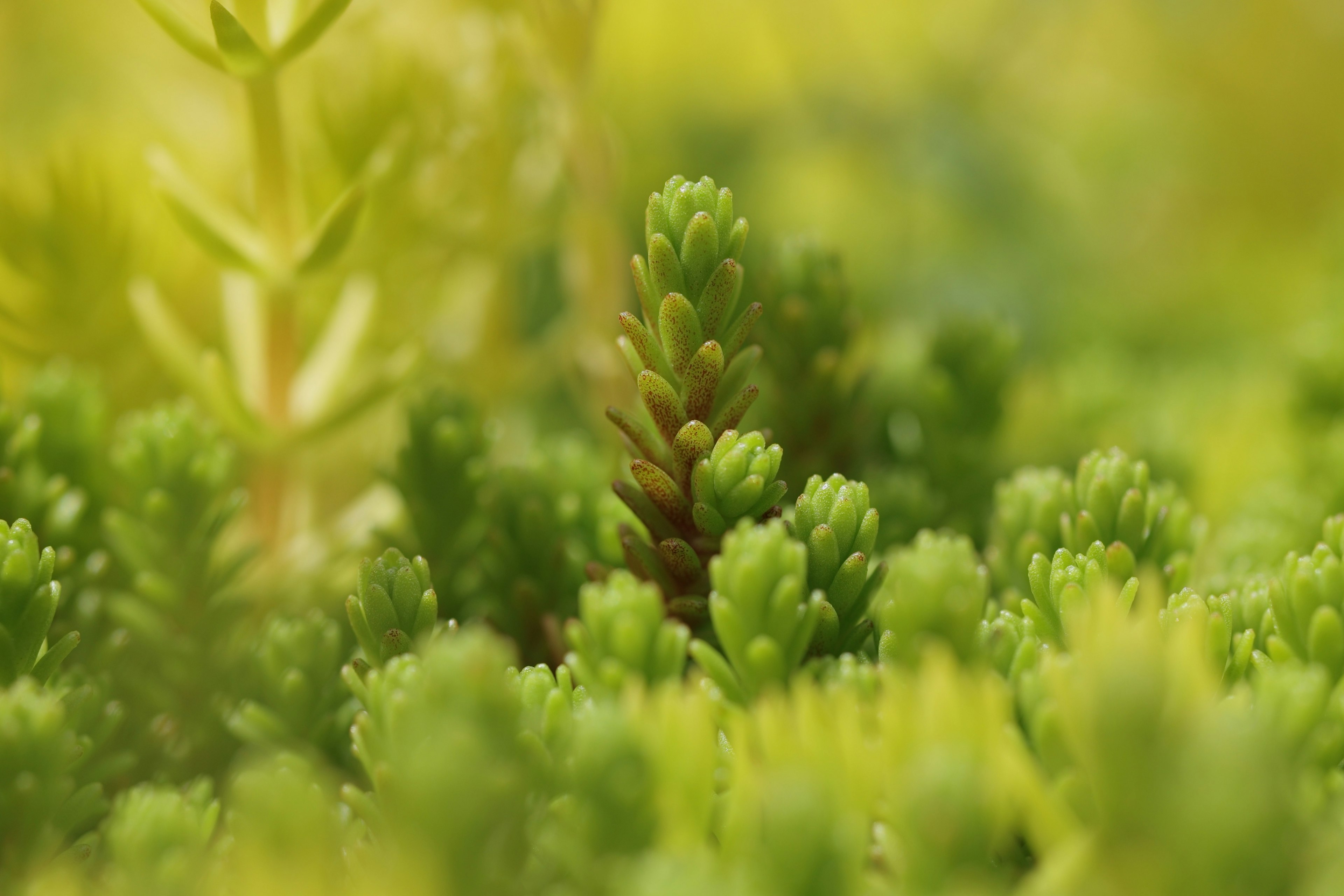 Imagen en primer plano de plantas suculentas verdes con hojas y puntas intrincadas