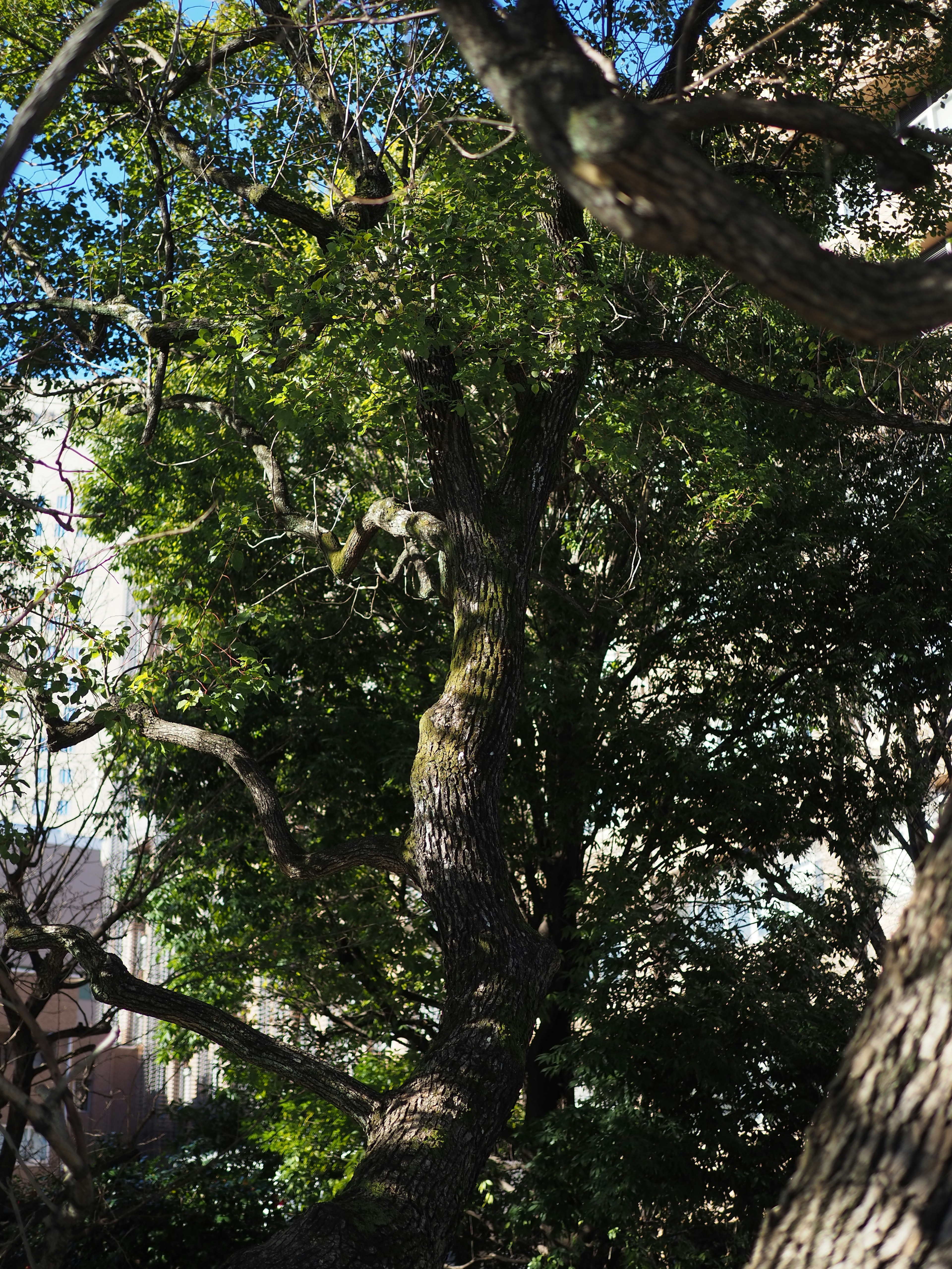 緑豊かな木々と幹が特徴的な風景