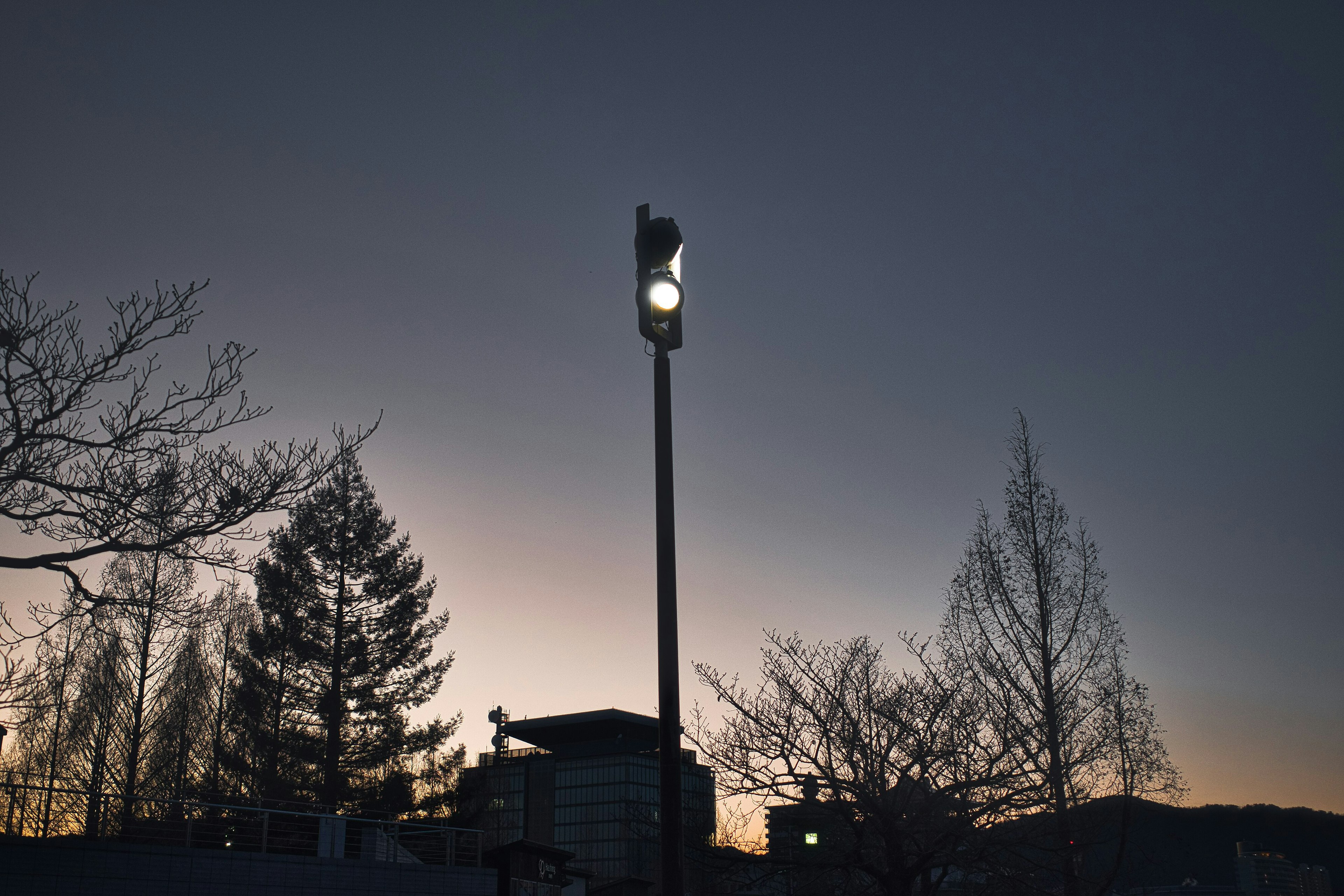 Silhouette of trees and a streetlight at dusk