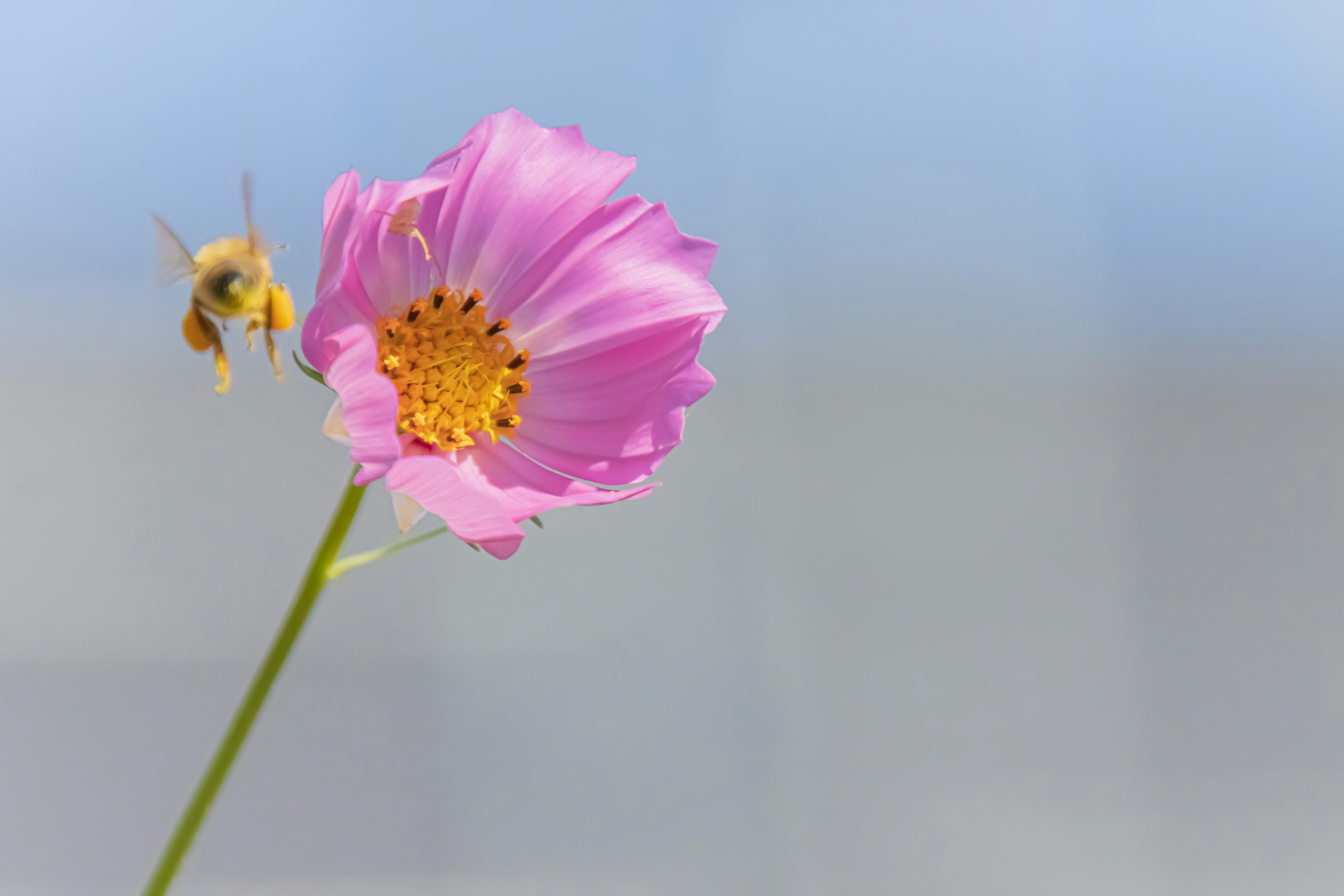 Fleur rose avec une abeille à proximité