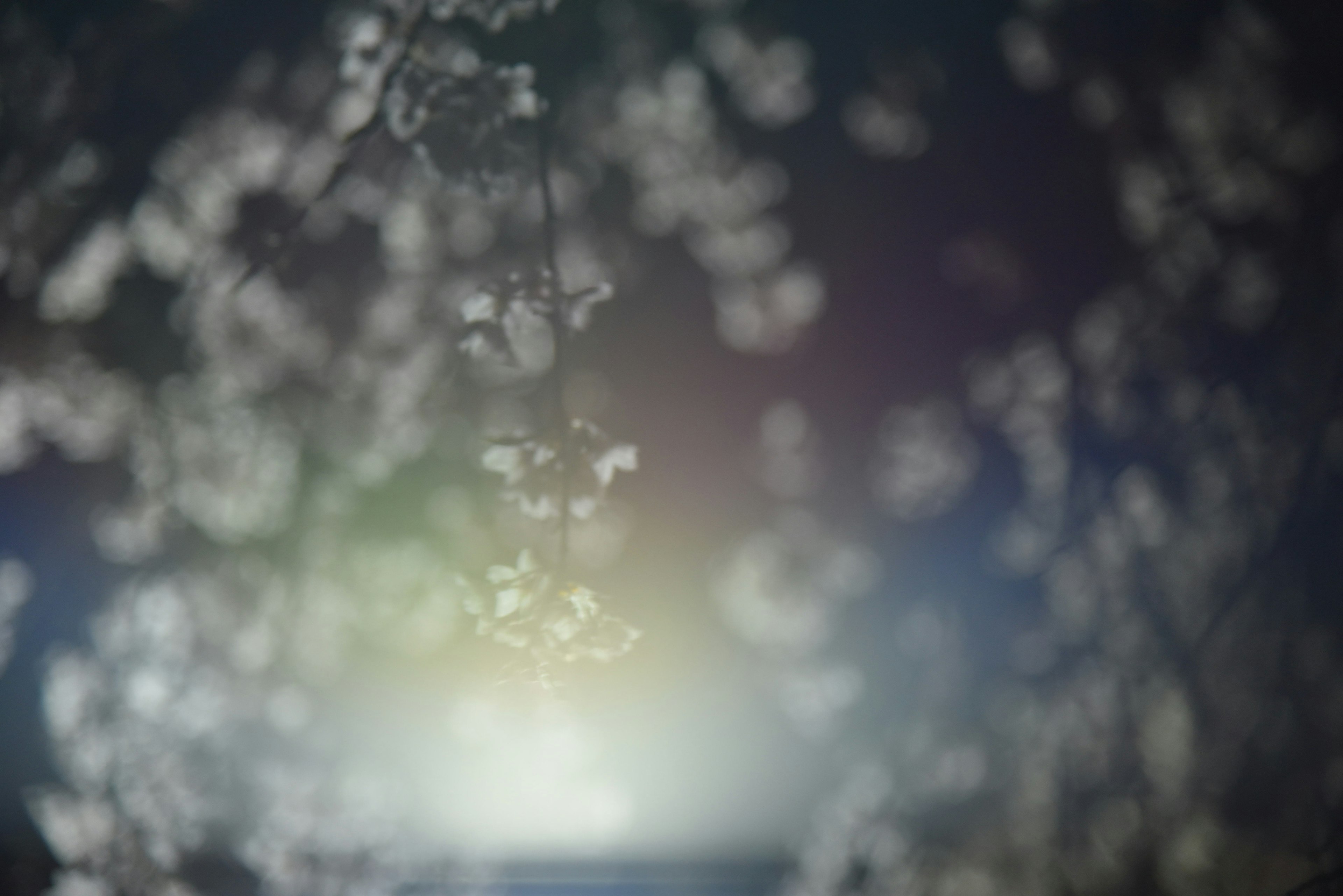 Dreamy background featuring blurred cherry blossoms and light effects