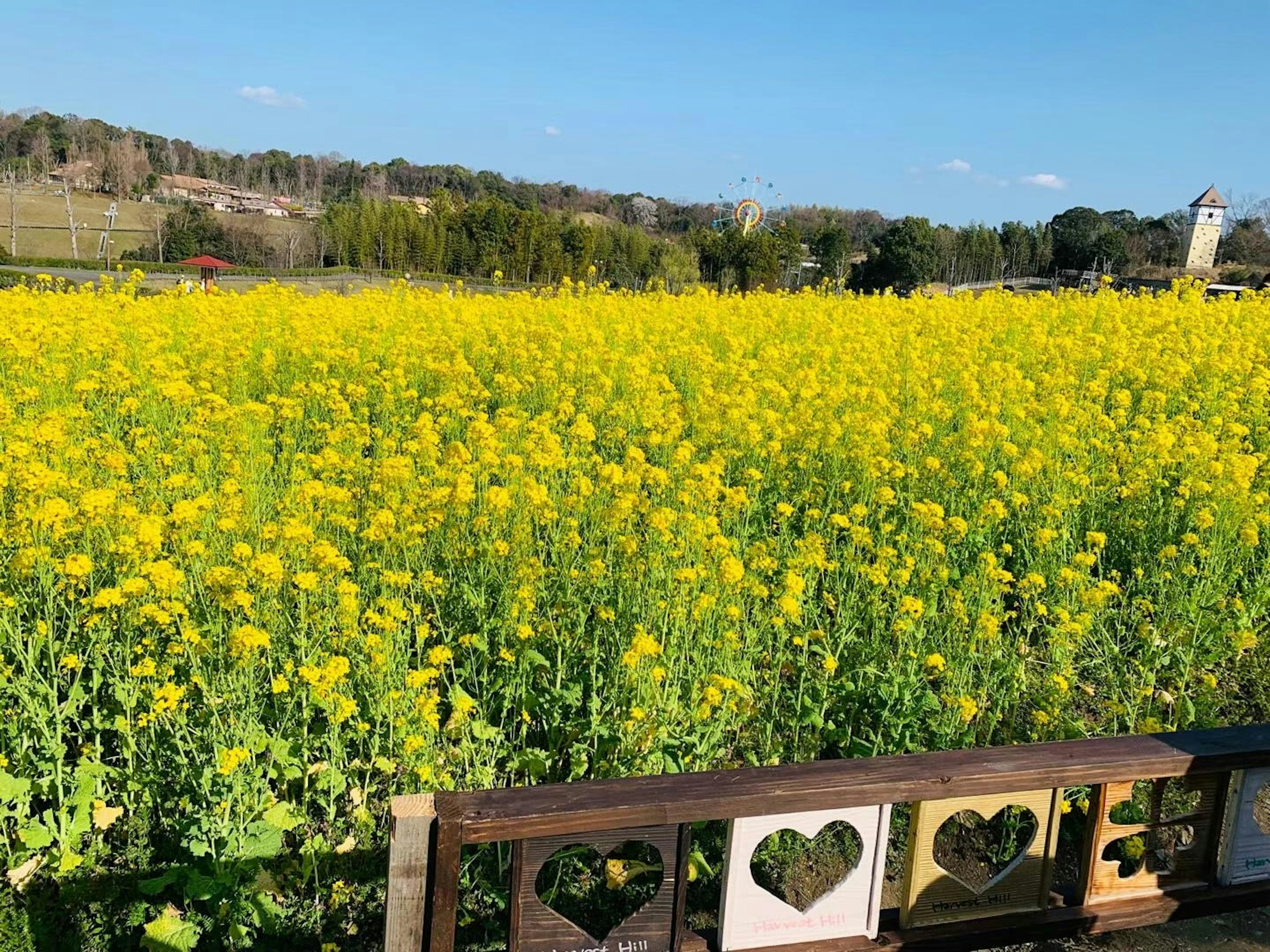 Weites Feld mit gelben Blumen und einem Holzzaun mit herzförmigen Ausschnitten