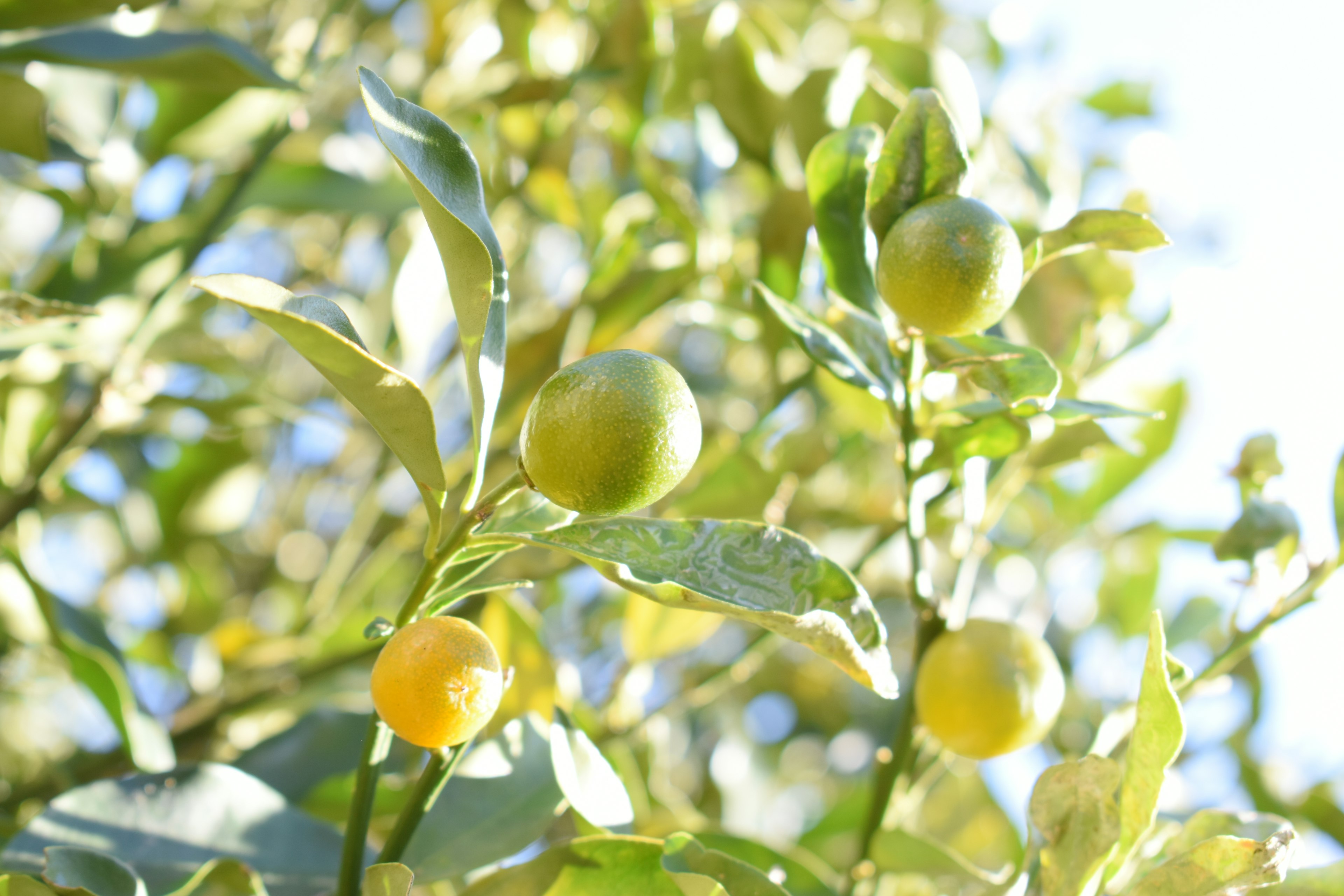 Ramo di albero di agrumi con frutti verdi e gialli