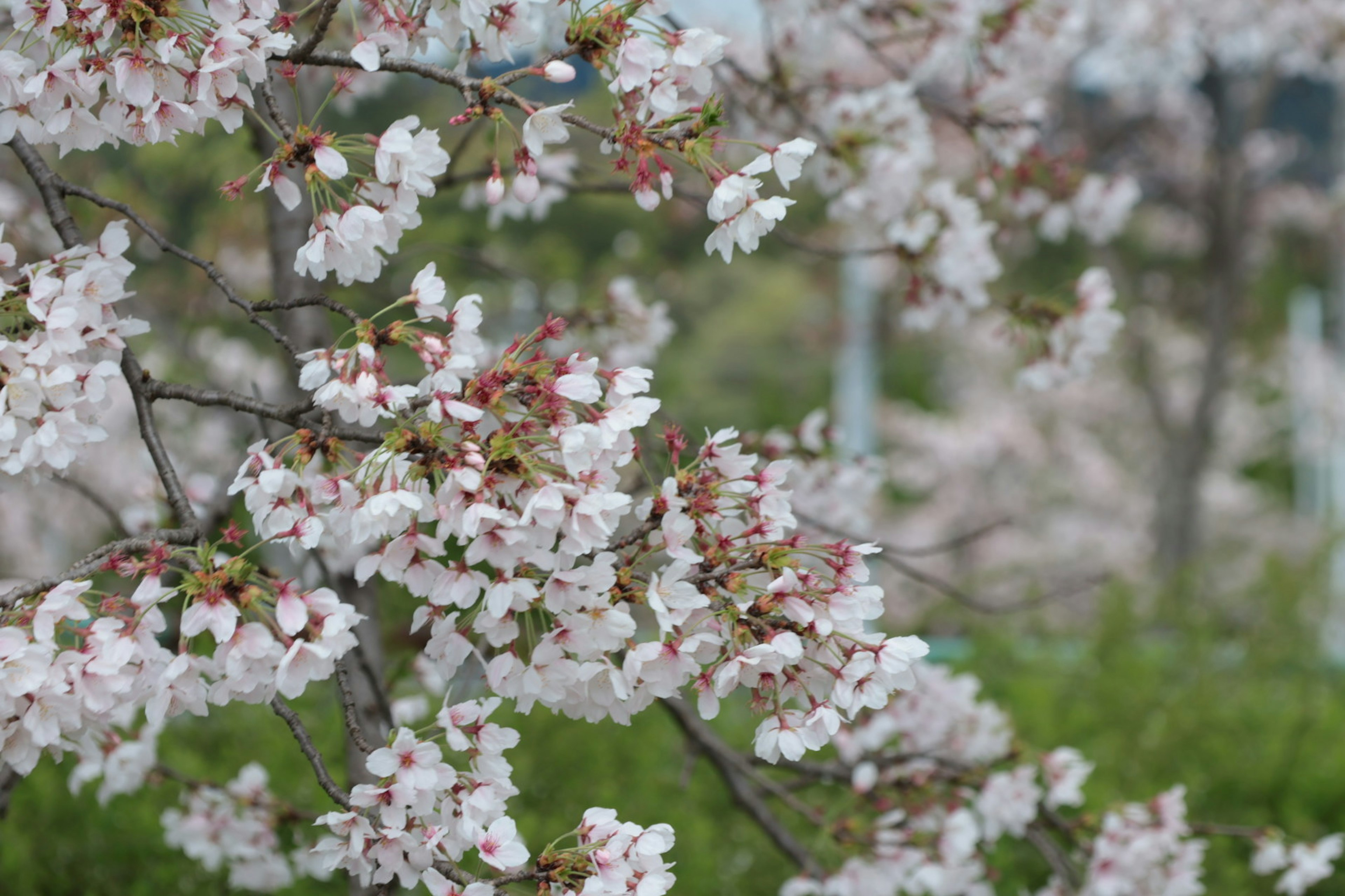 桜の花が満開の枝のクローズアップ