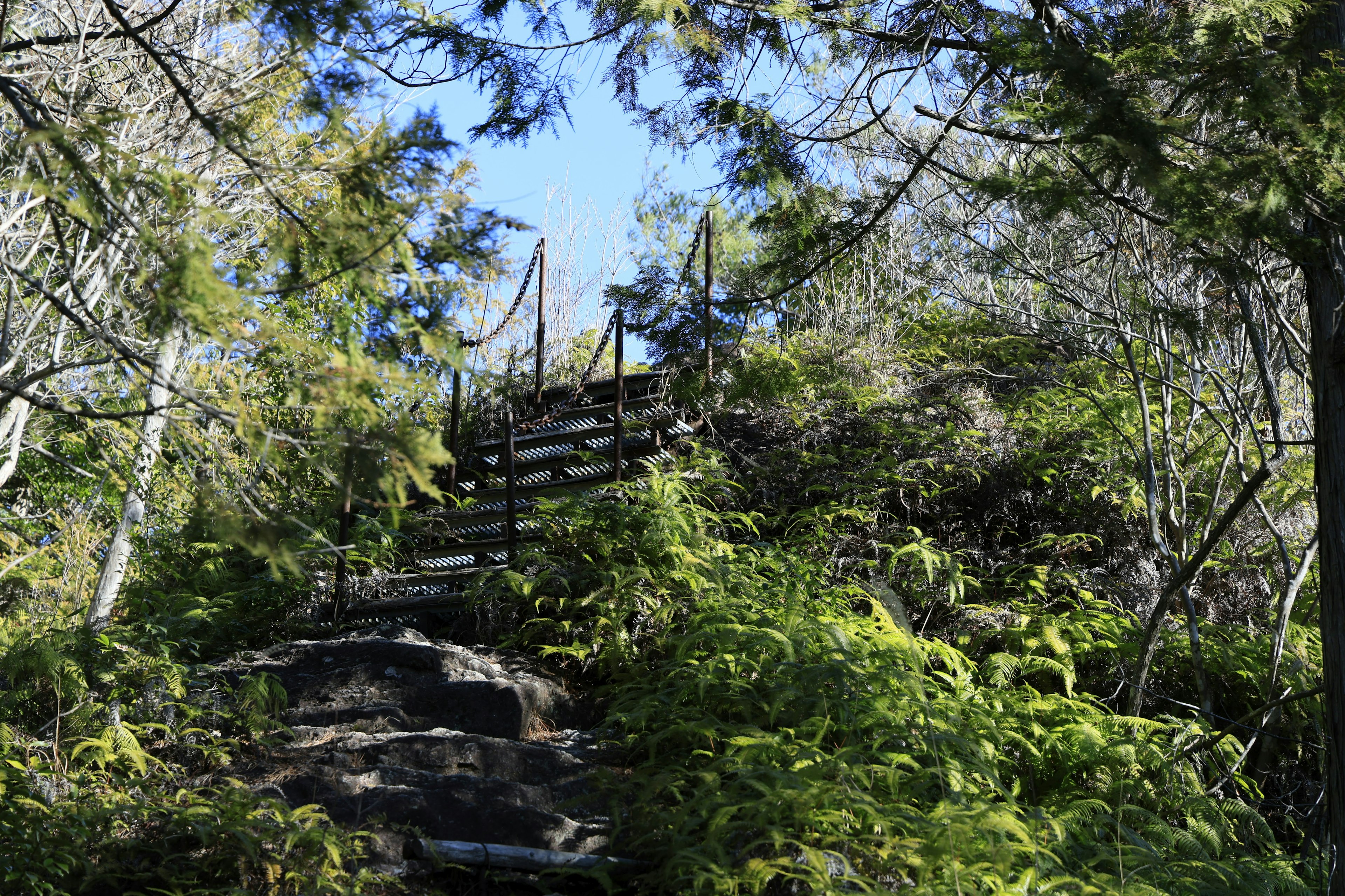 Wooden stairs leading up through lush greenery towards the sky