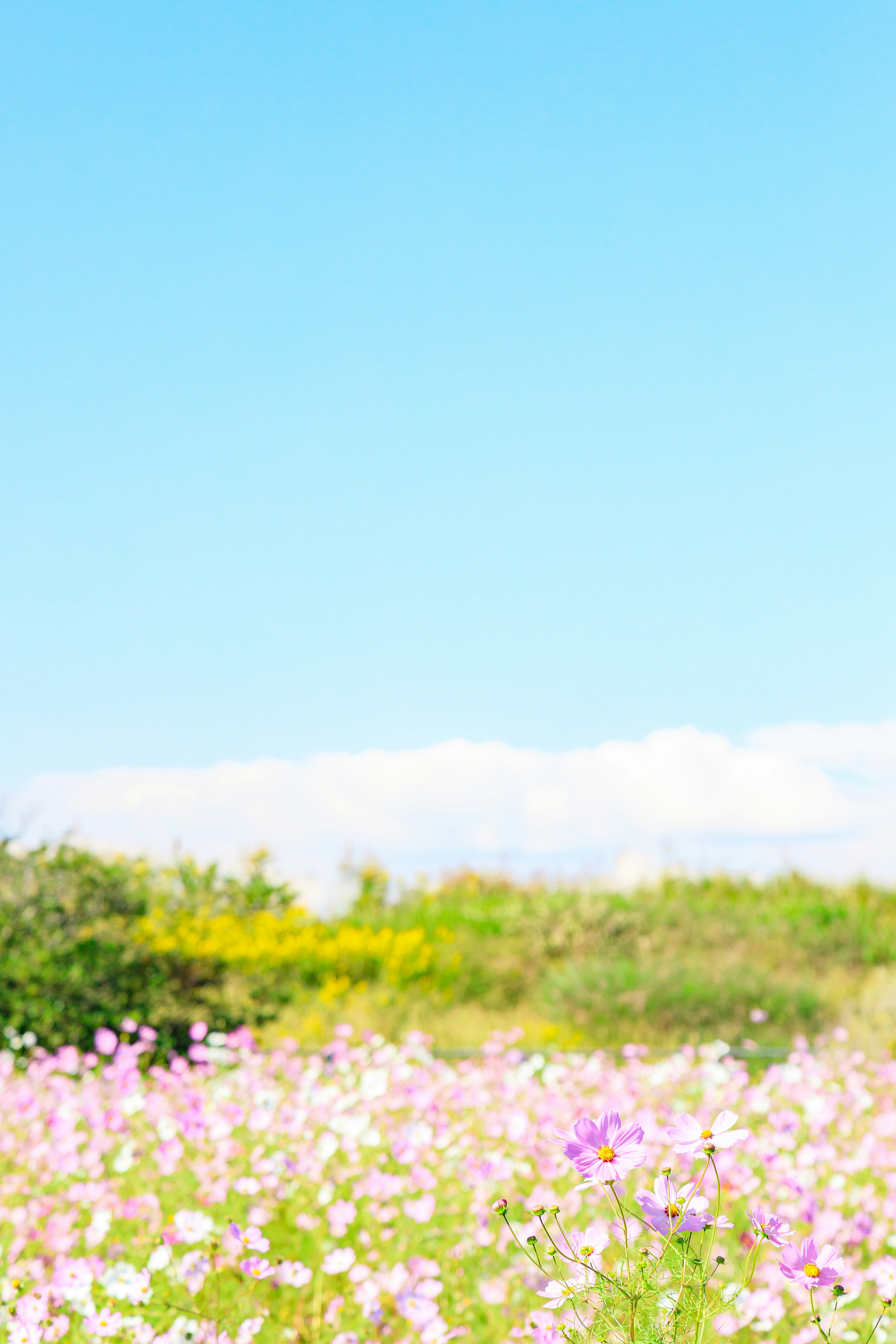 青空の下に広がる色とりどりの花畑