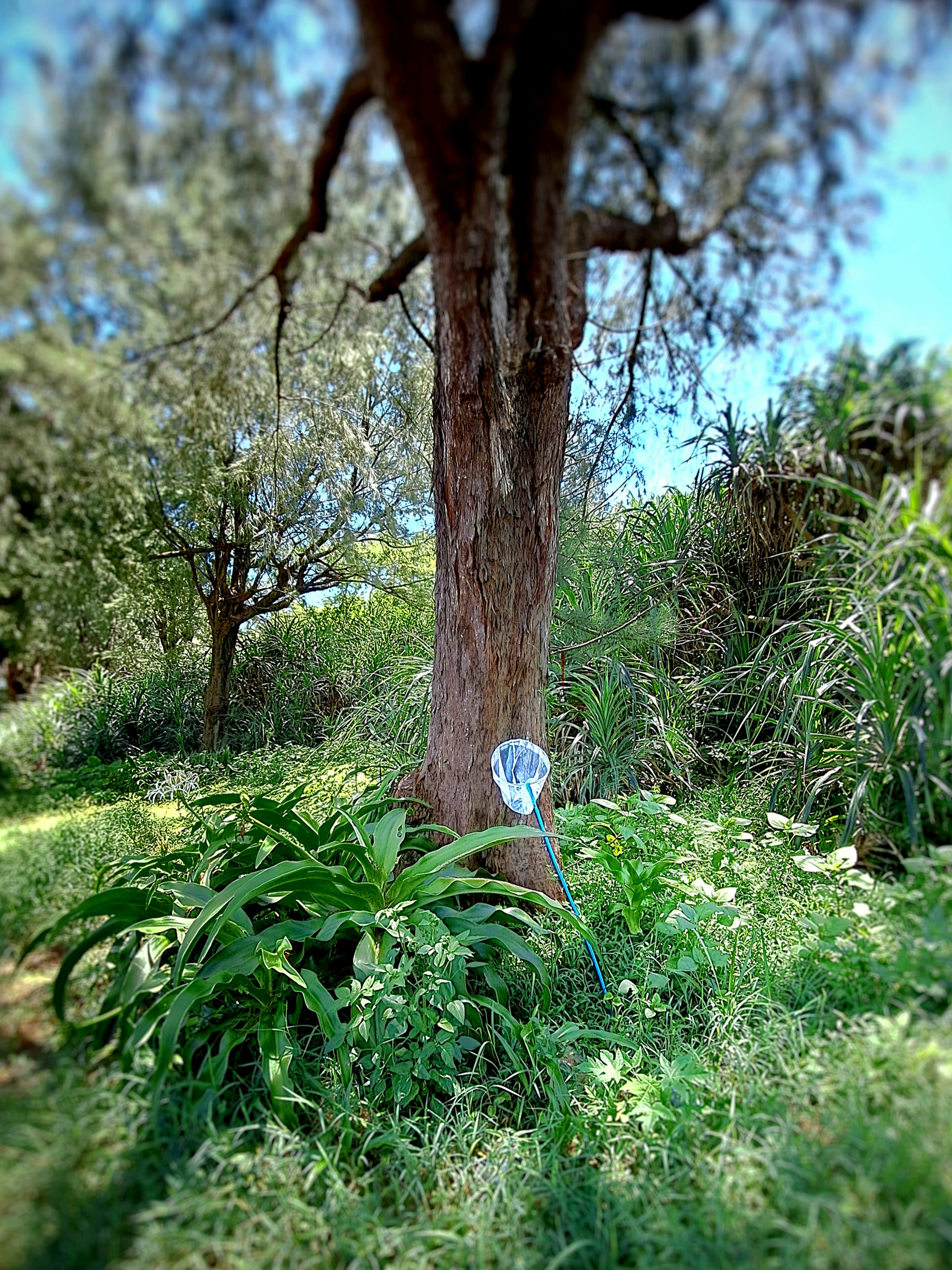 Üppige Vegetation um einen Baum mit einem einzigartigen blau-weißen Objekt an seiner Basis