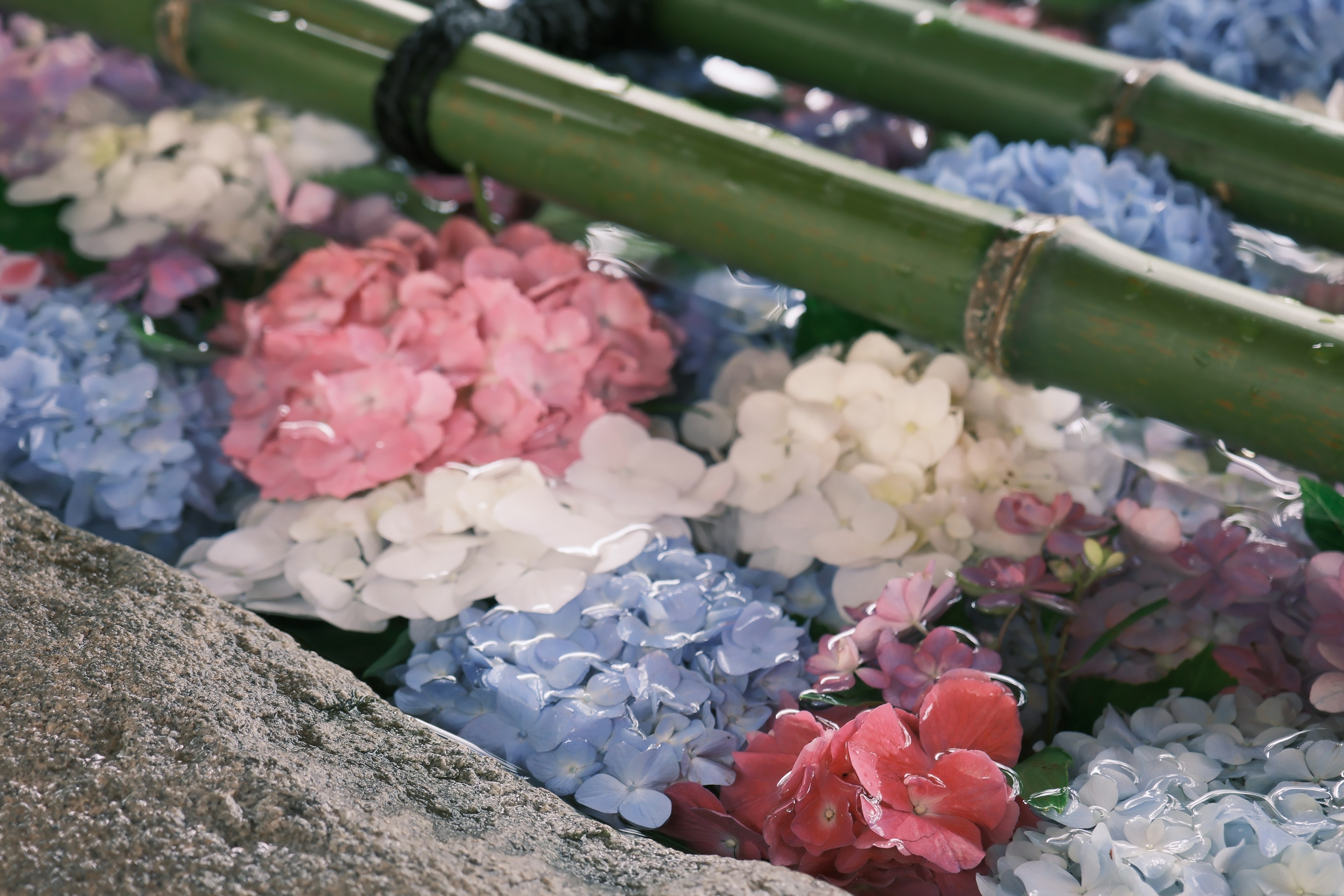 竹の間に浮かぶ色とりどりの花々