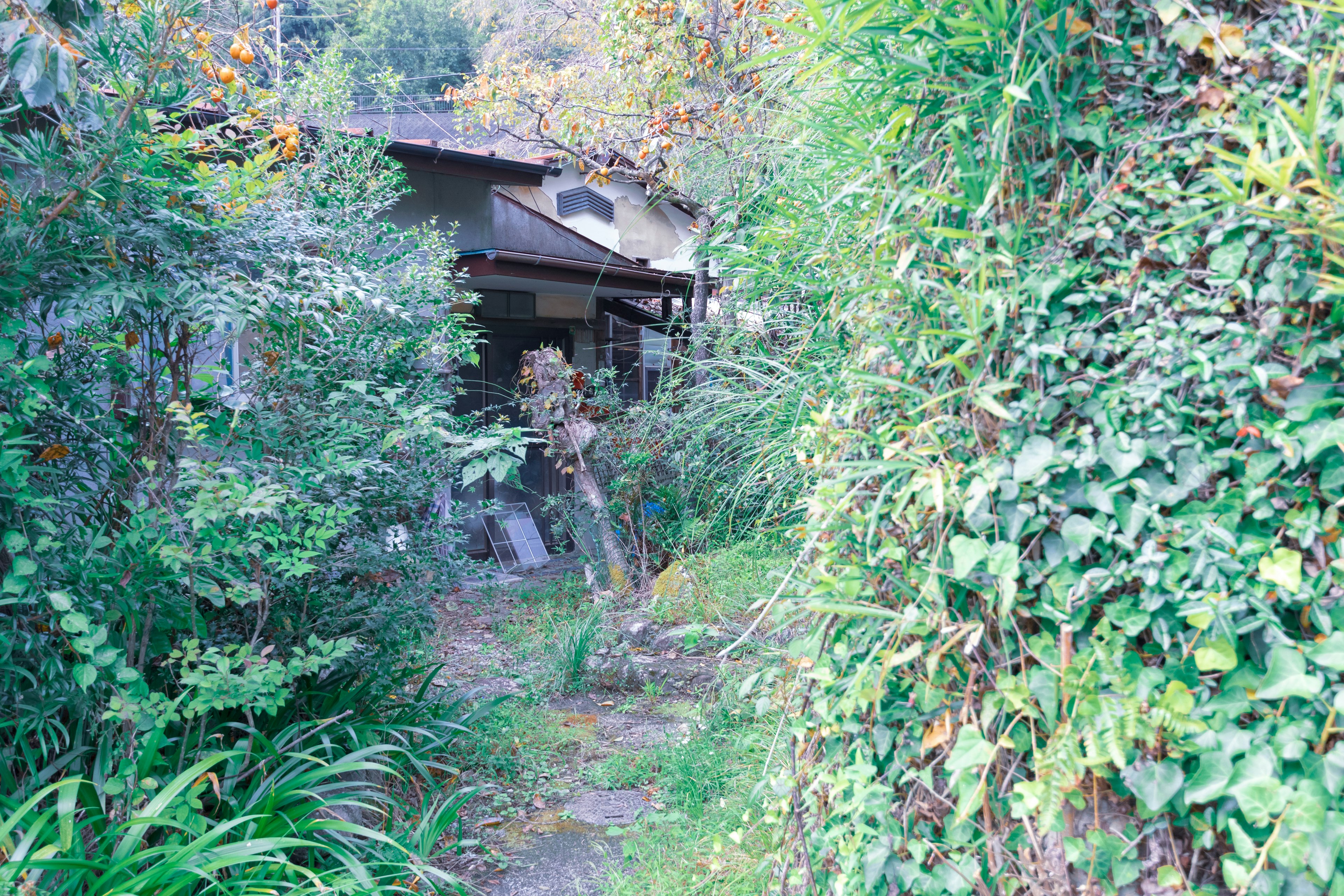 Sentier étroit entouré de verdure menant à une vieille maison