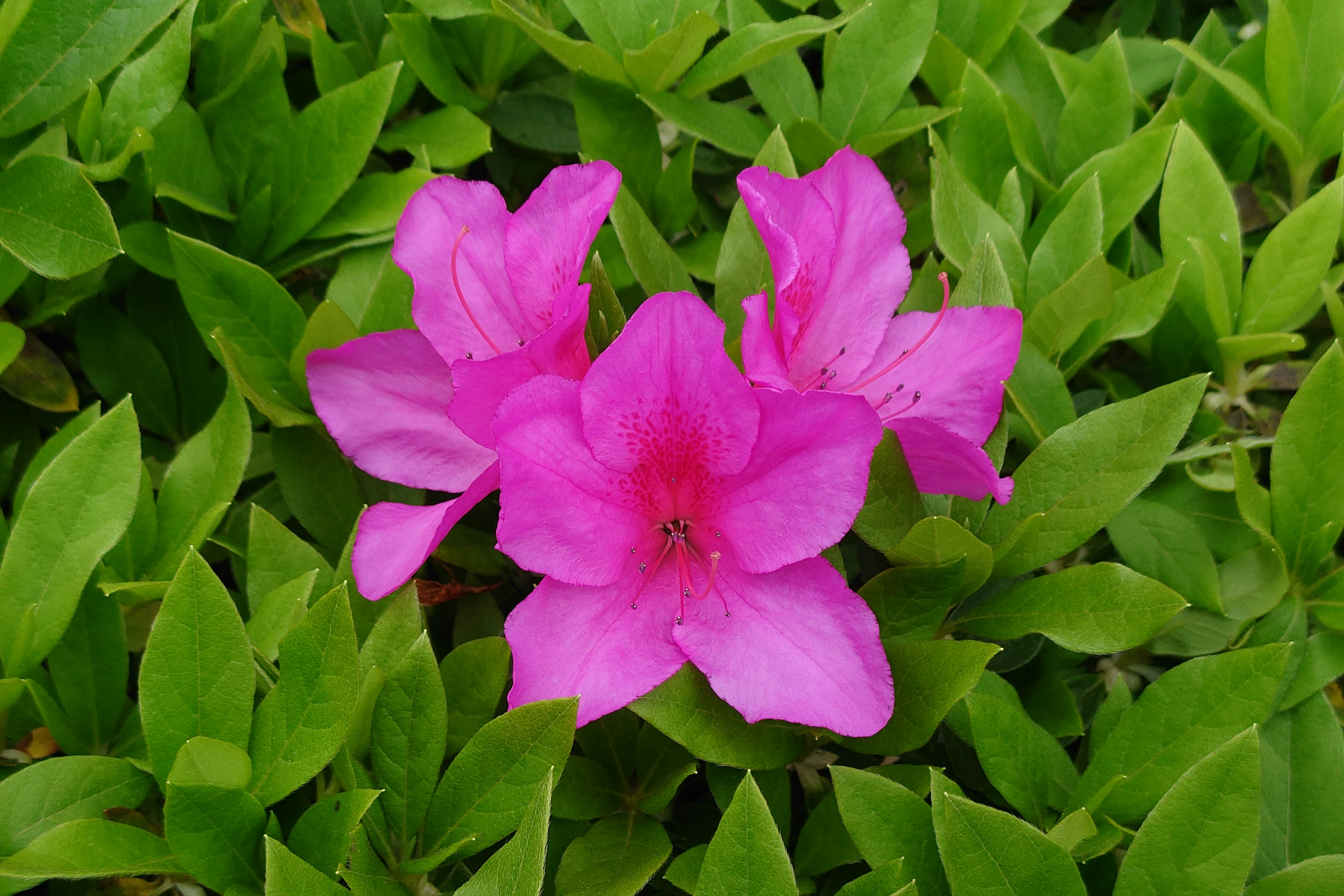 Bunga azalea merah muda cerah mekar di antara daun hijau