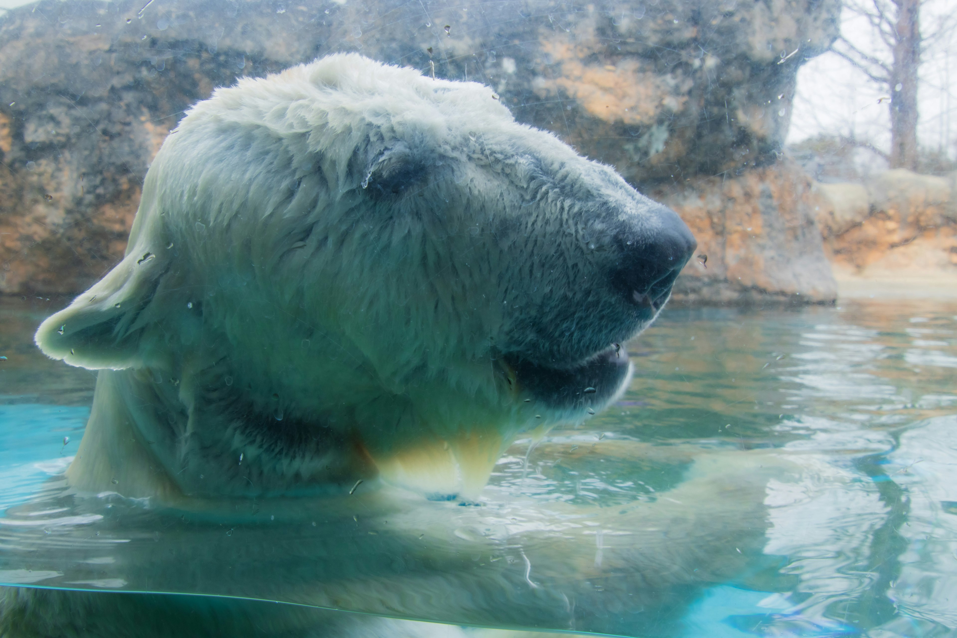 Primer plano de un oso polar nadando bajo el agua