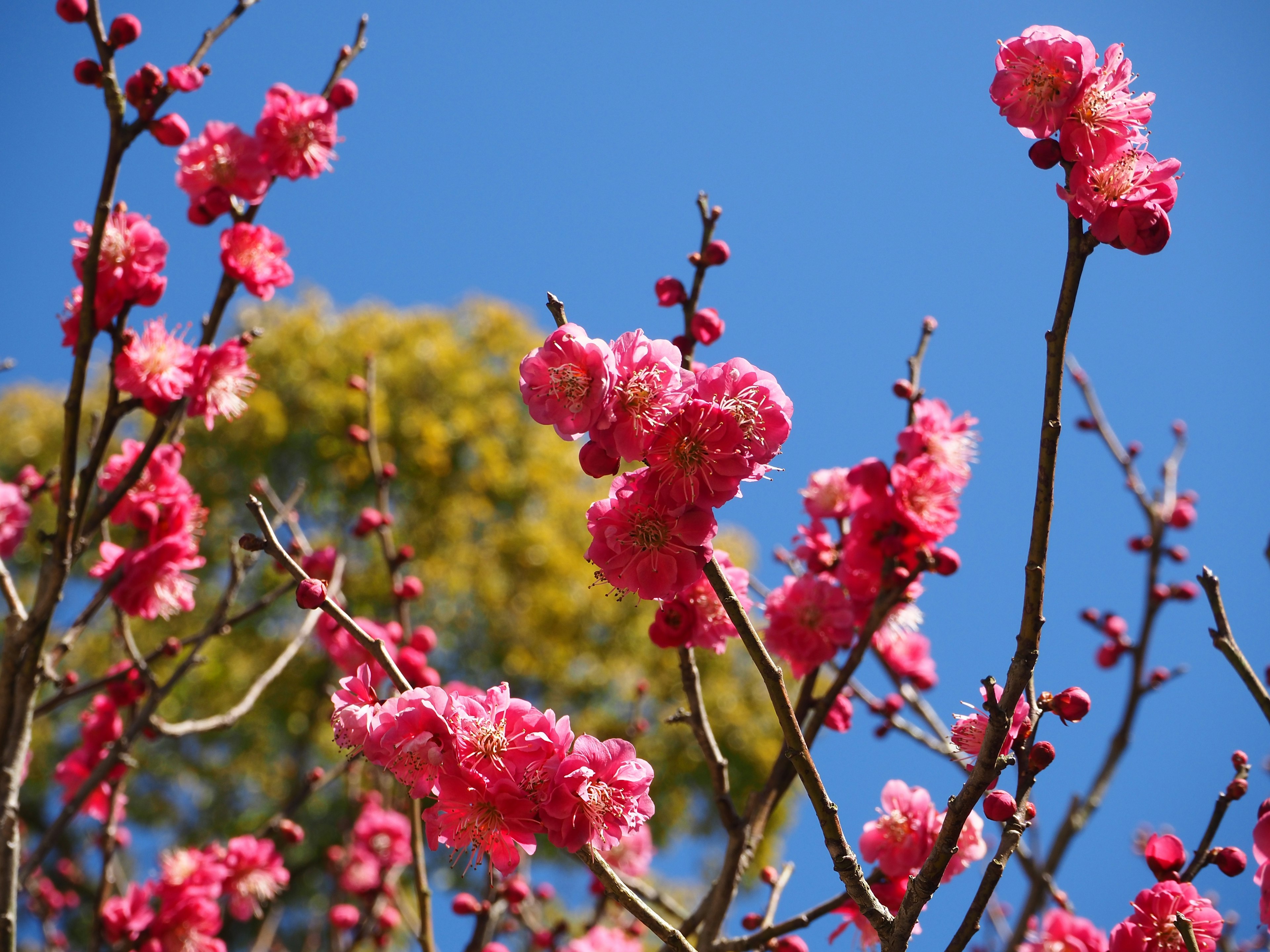 青空の下に咲く鮮やかなピンクの花々