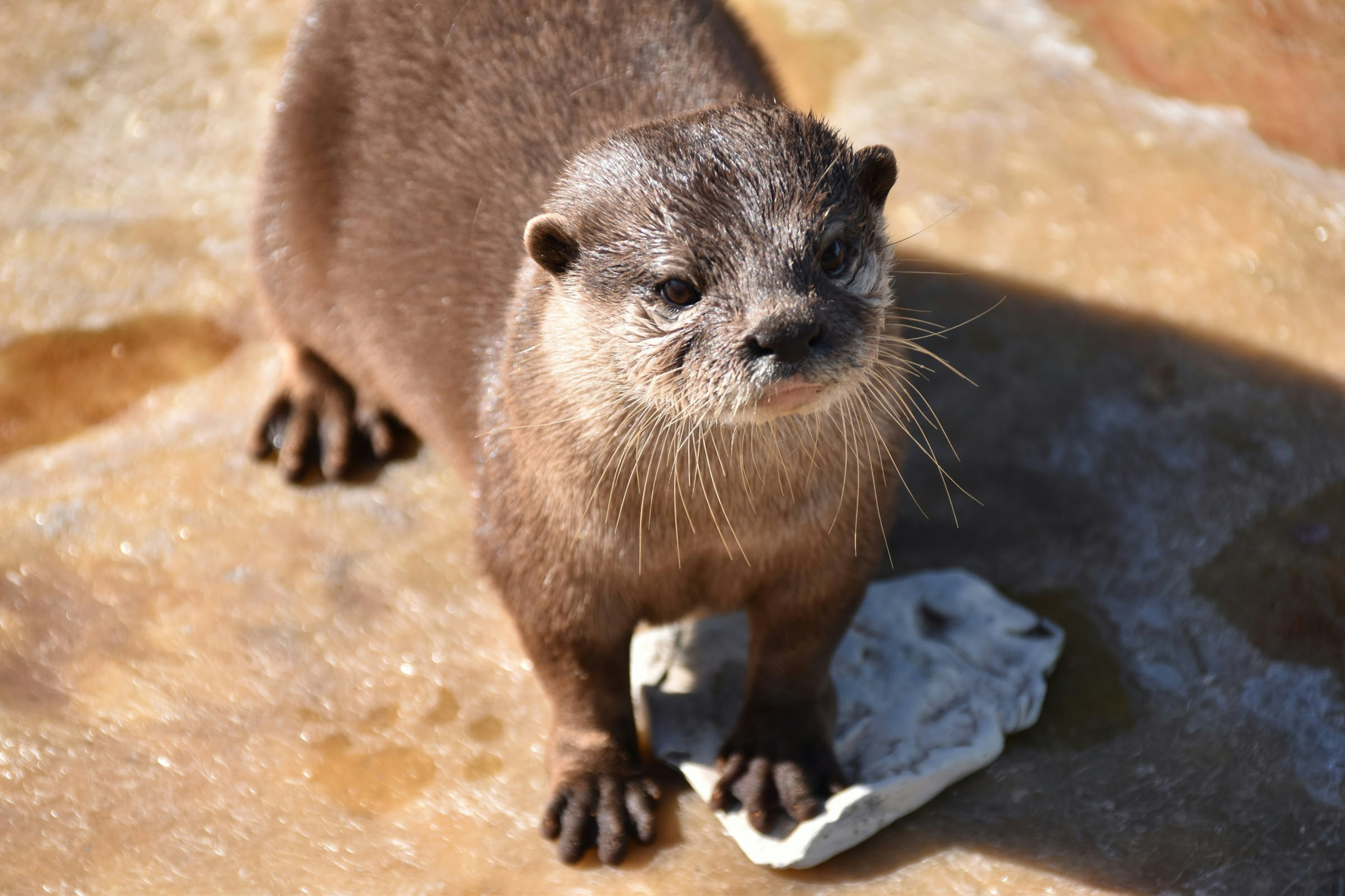 小さなカワウソが石の上に立っている