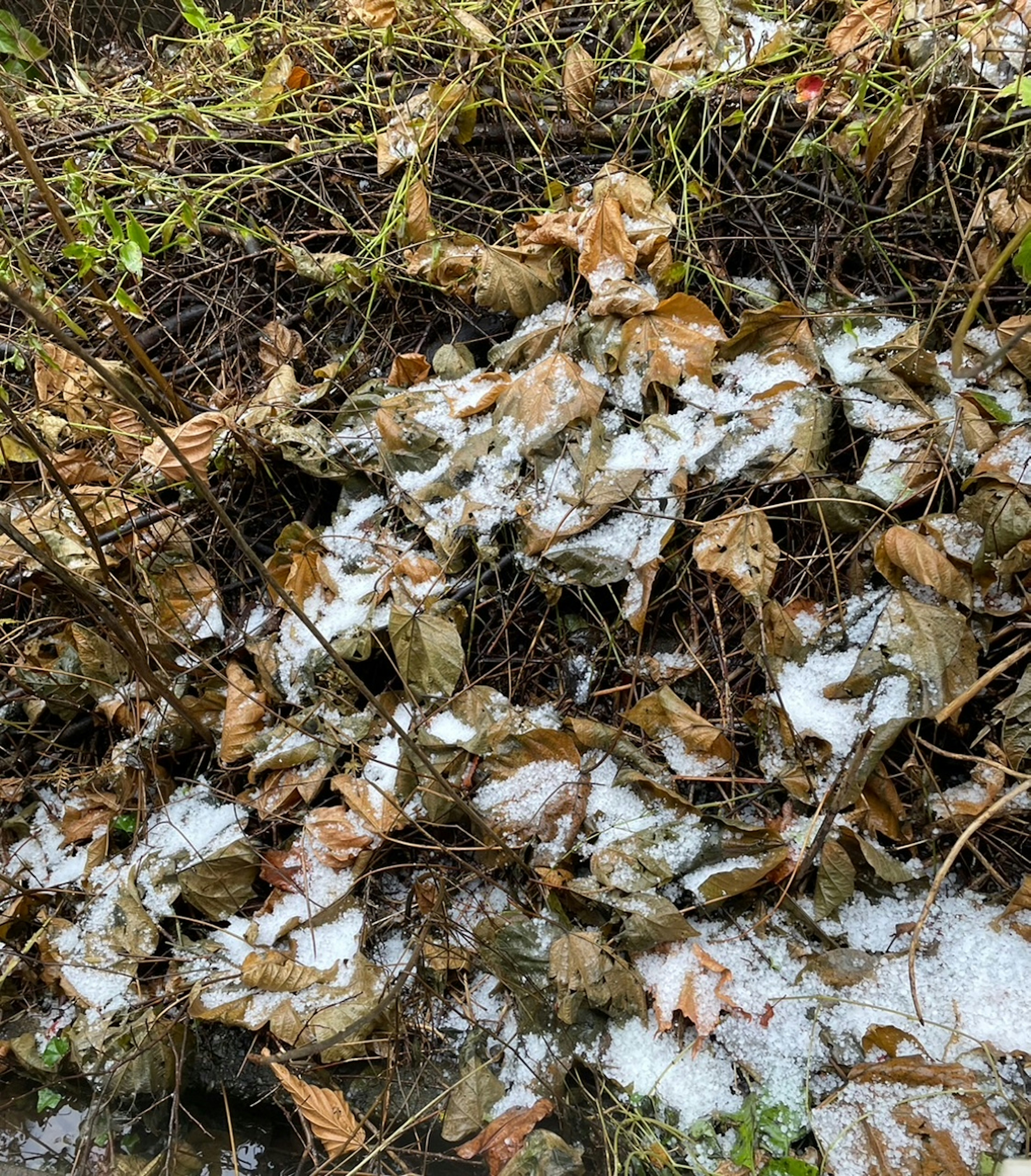 A landscape of mixed fallen leaves and snow